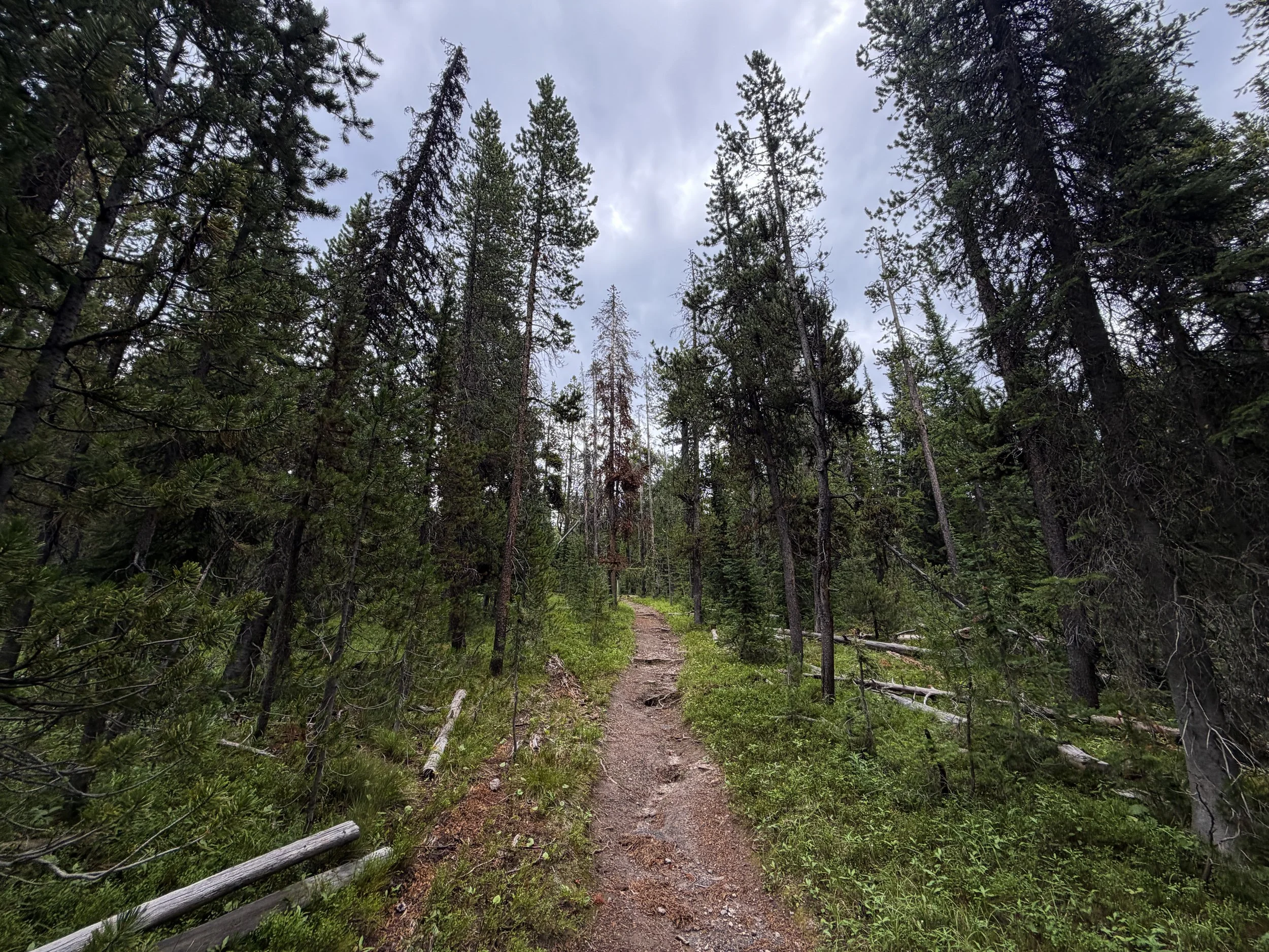 Divide Trail Yellowstone National Park Wyoming