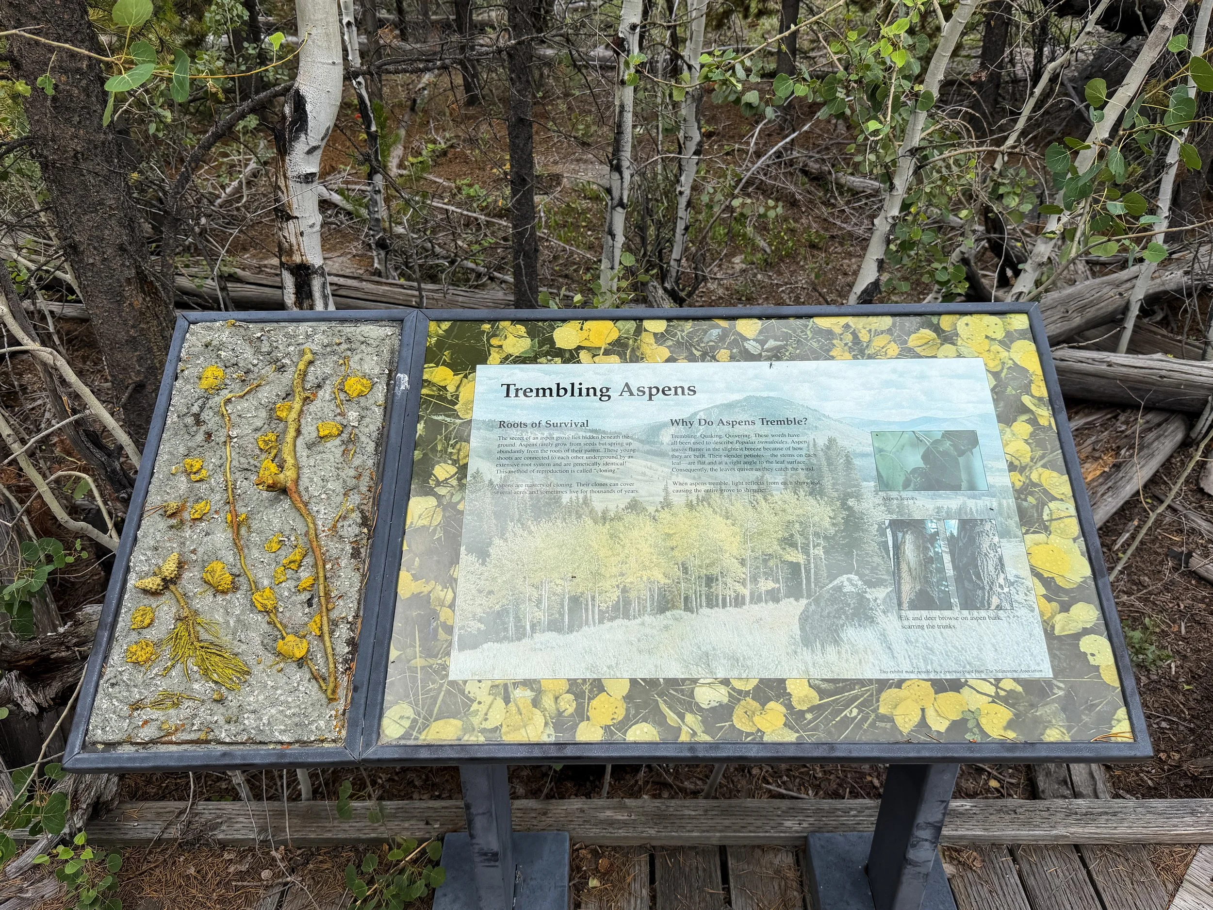 Forces of the Northern Range Boardwalk Trail Yellowstone National Park Wyoming