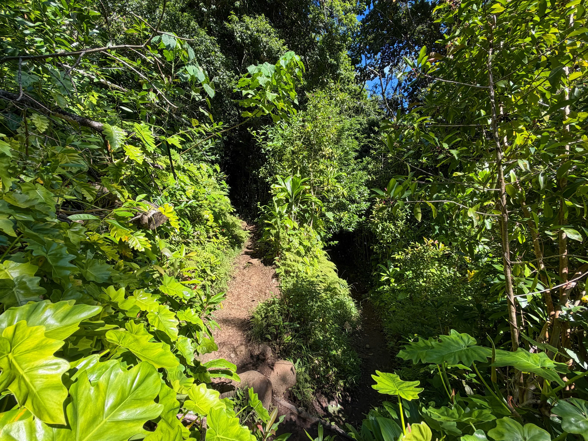 Aihualama Trail Switchbacks Oahu Hawaii