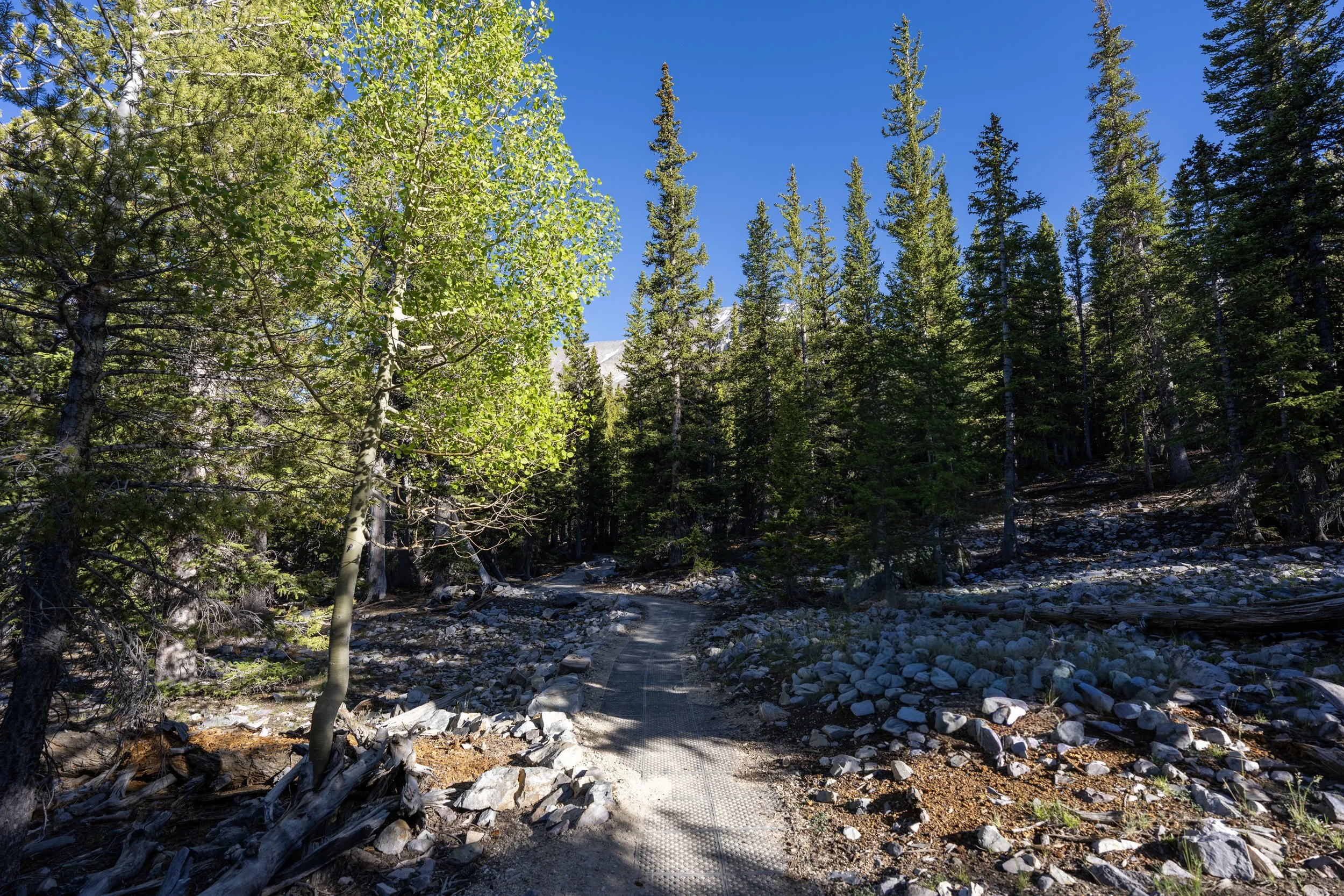 Sky Island Forest Trail Great Basin National Park Nevada