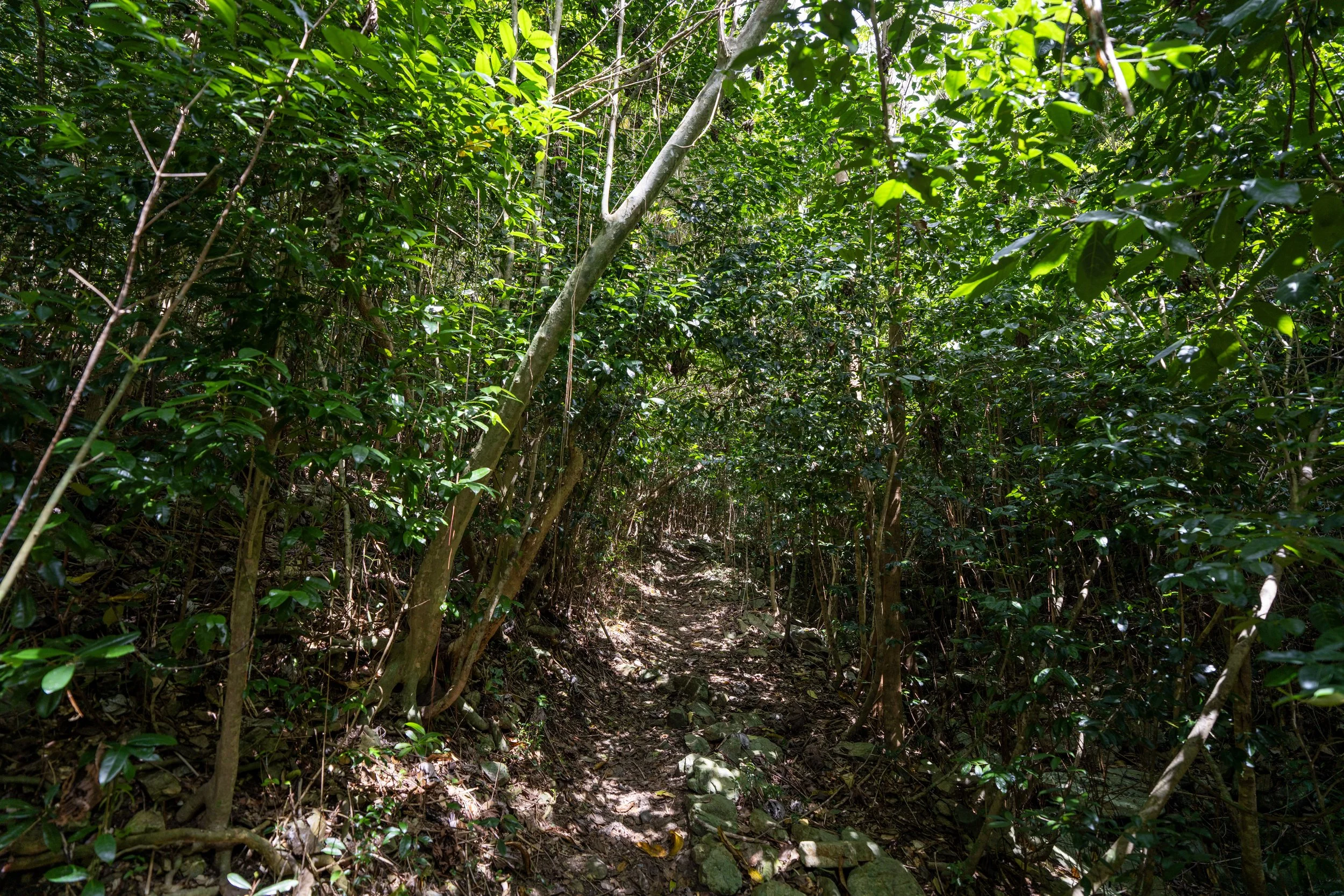 Tamarind Tree Trail Virgin Islands National Park