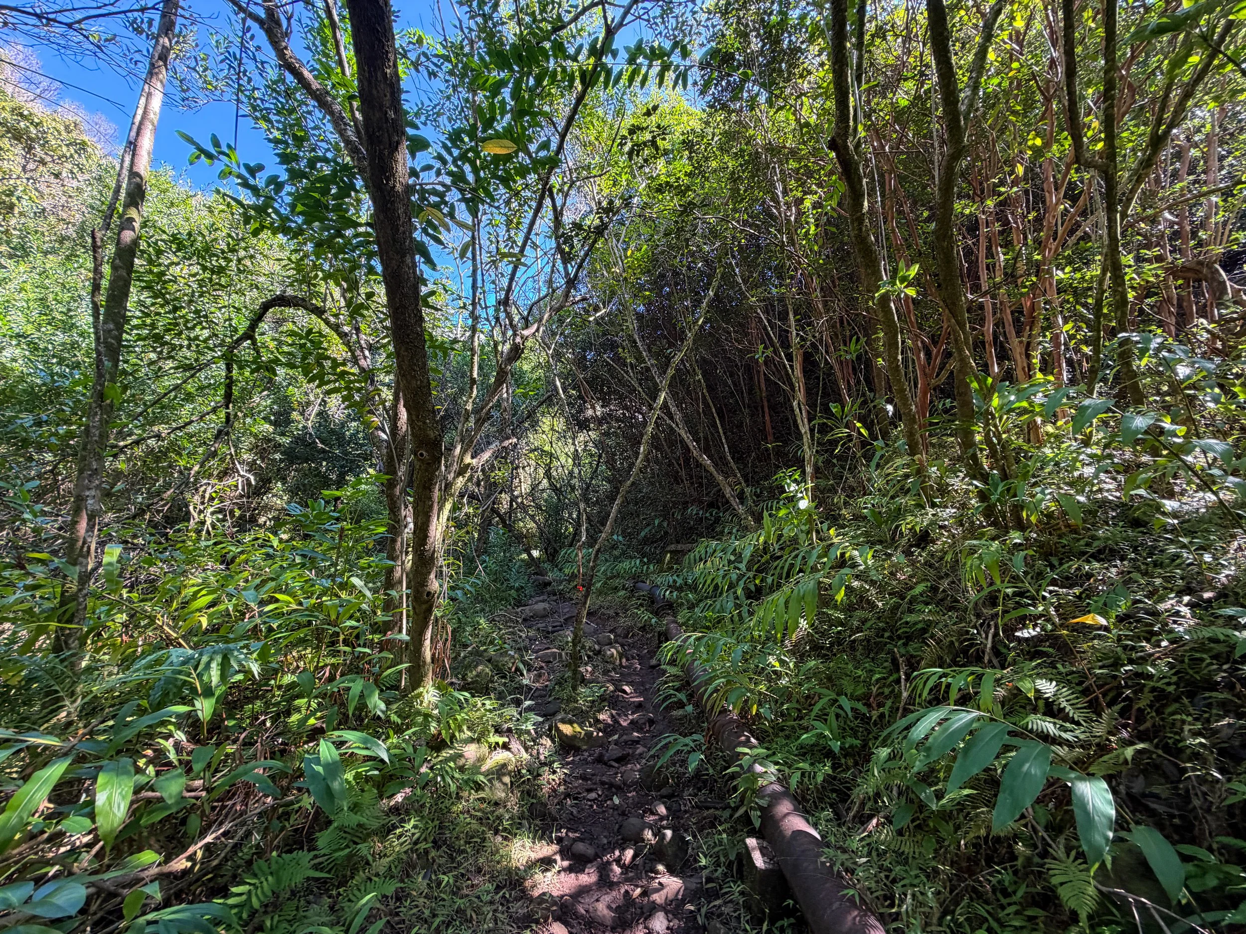 Kaau Crater Hike Oahu Hawaii