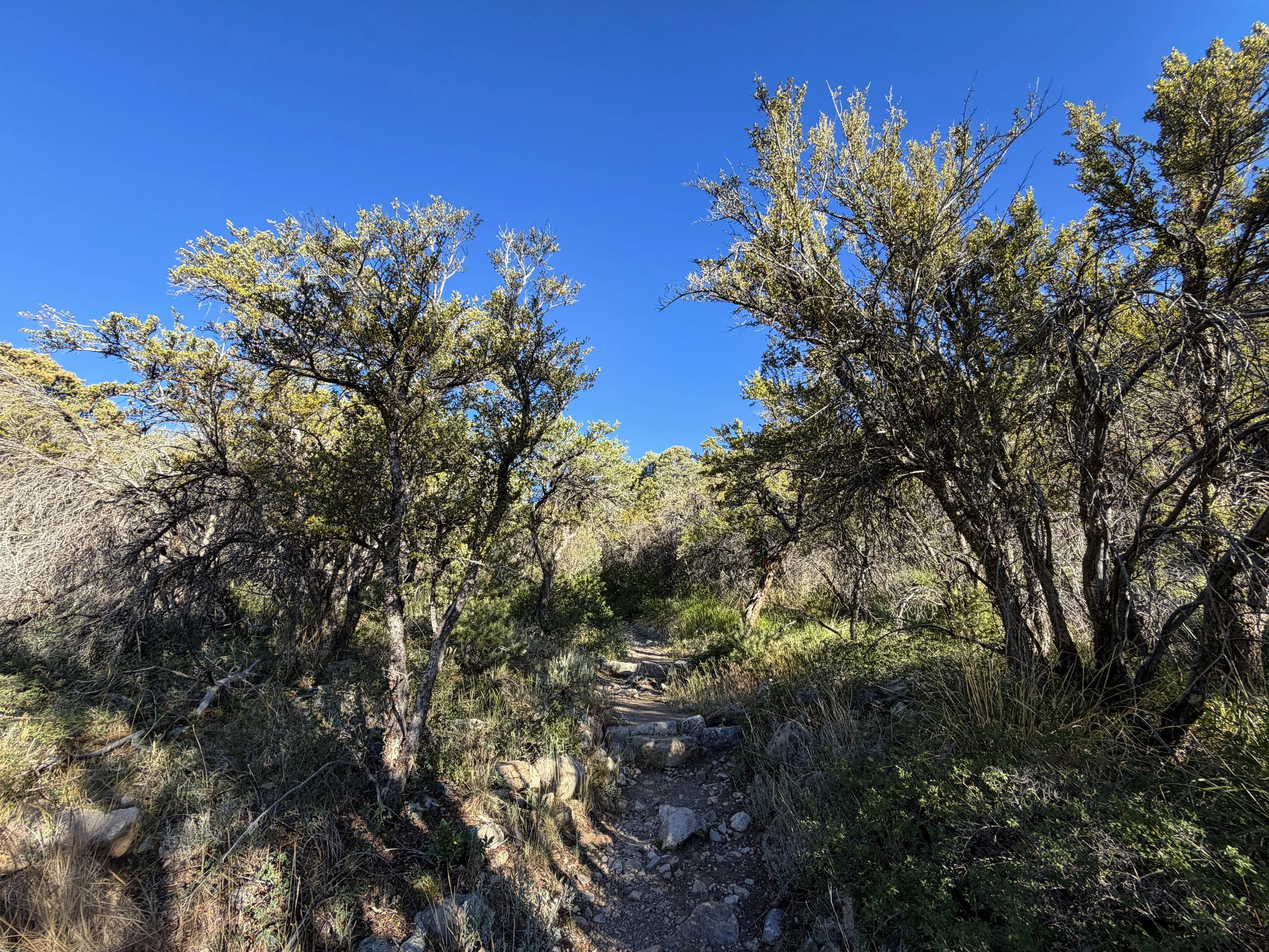 Lehman Creek Trail Great Basin National Park Nevada