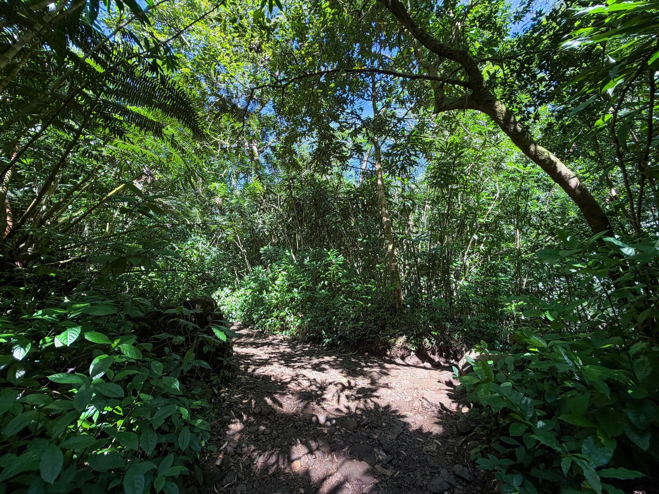 Manoa Falls Trail Oahu Hawaii