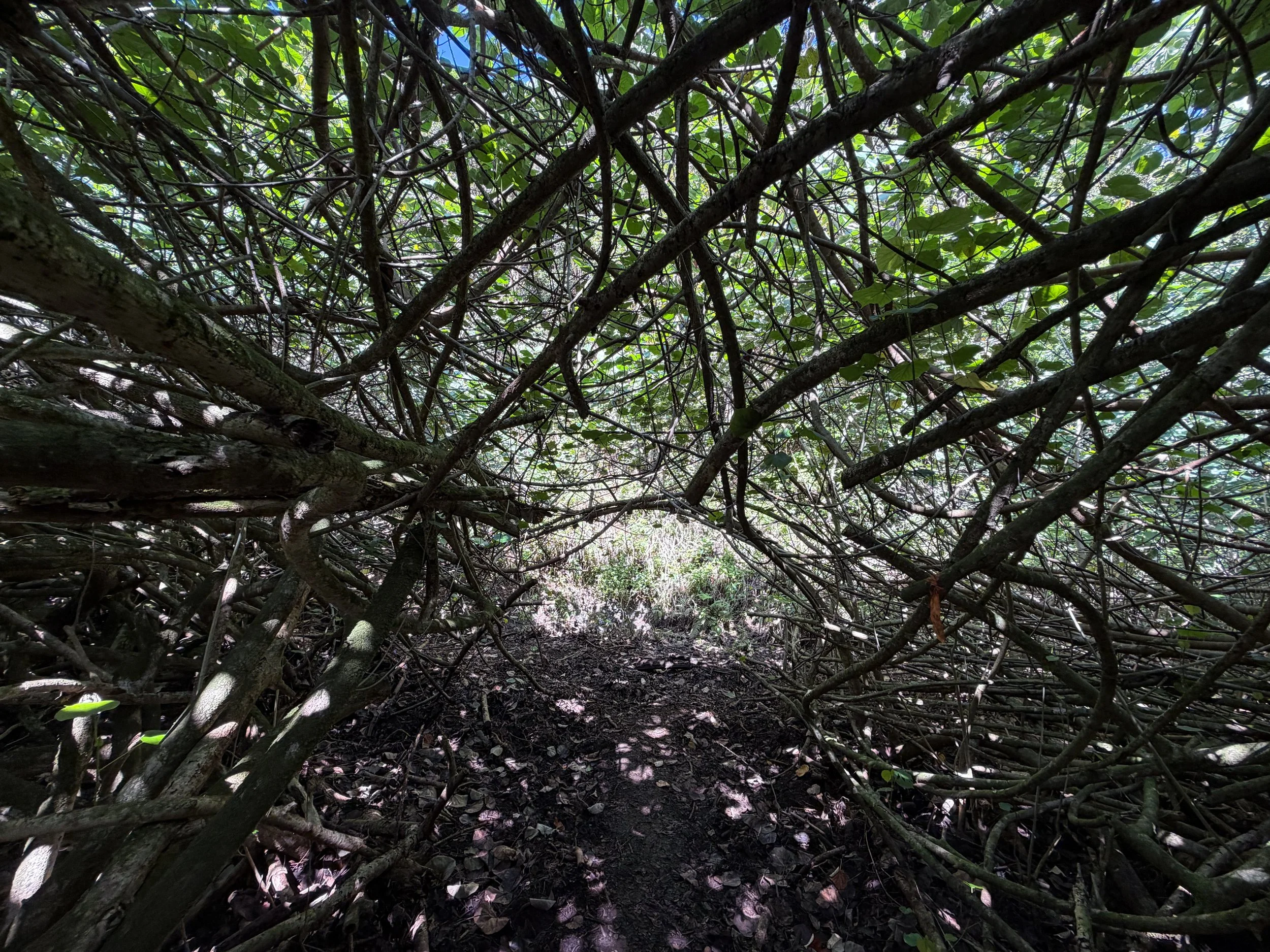 Kulanaahane Trail to Moanalua Saddle Oahu Hawaii