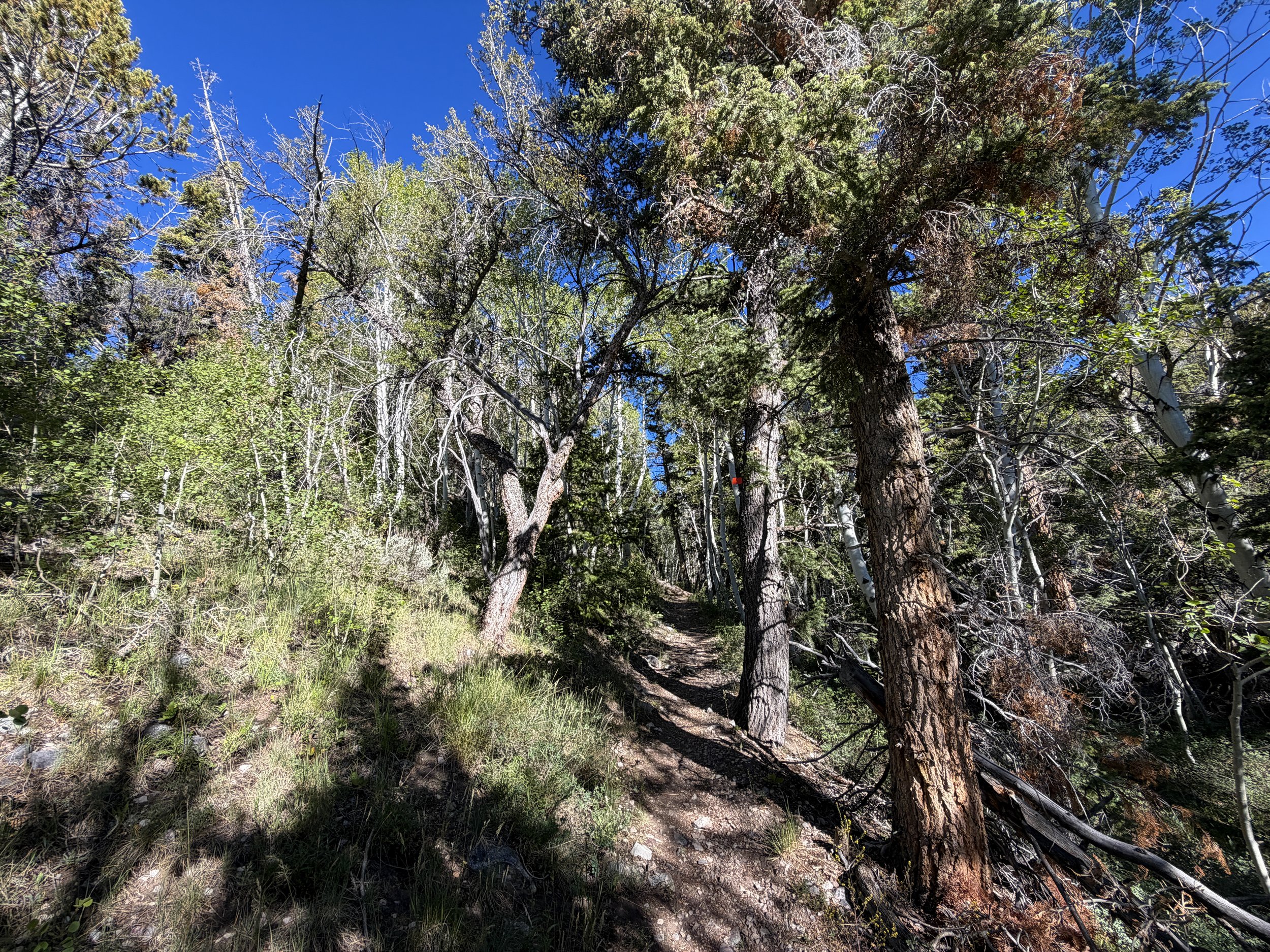 Lehman Creek Trail Great Basin National Park Nevada