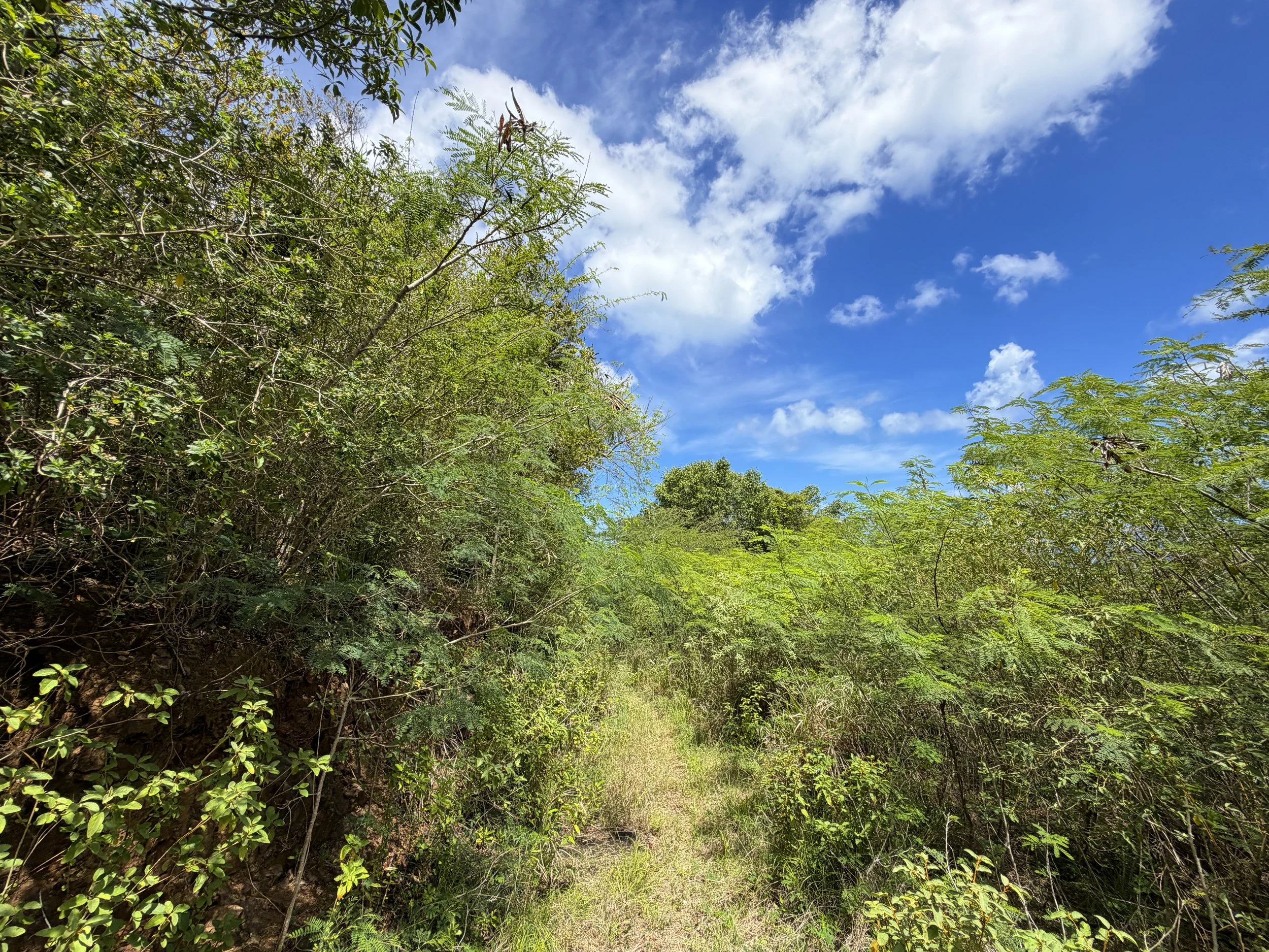 Water Catchment Trail Virgin Islands National Park
