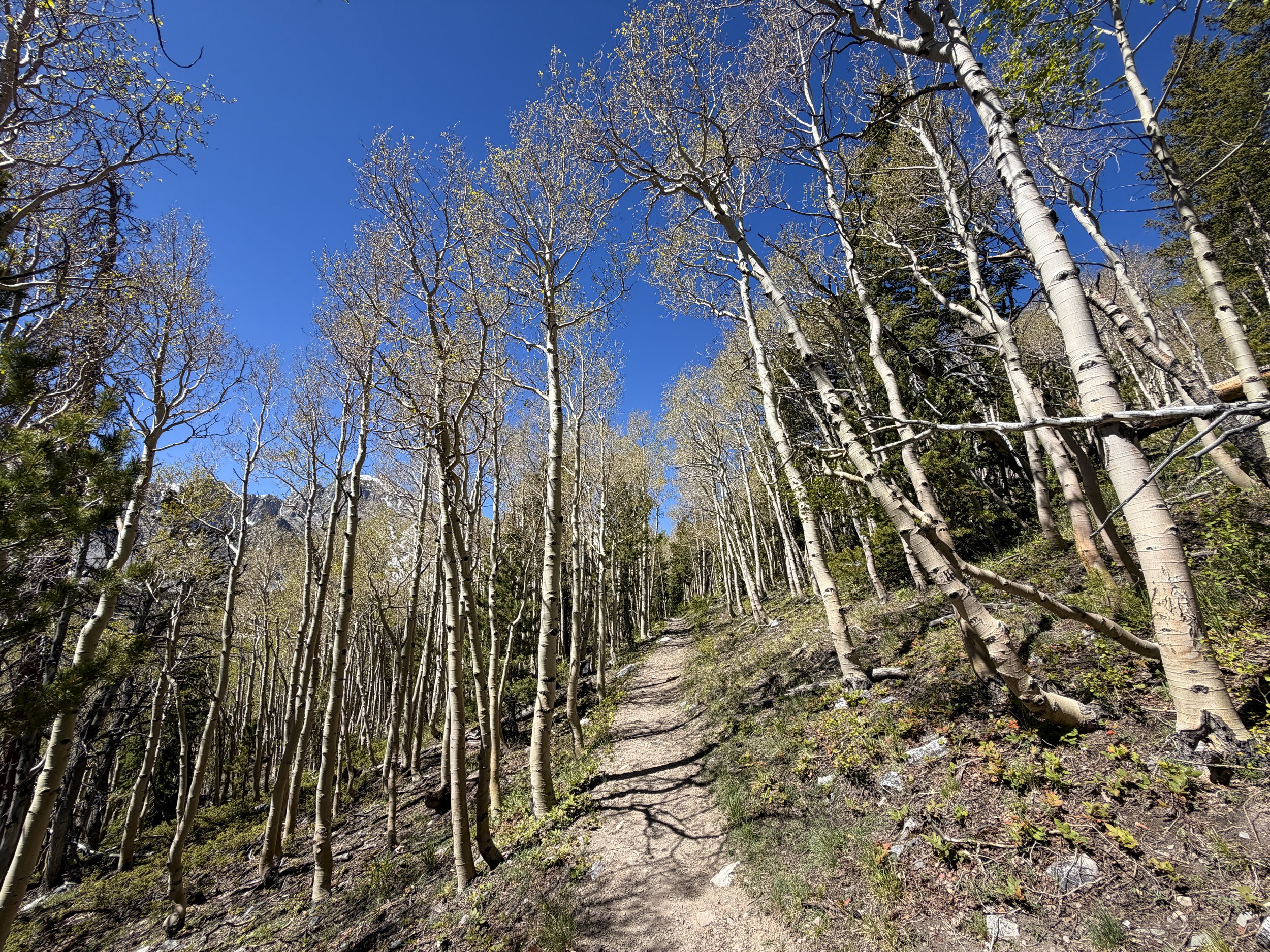 Wheeler Peak Summit Trail Great Basin National Park Nevada