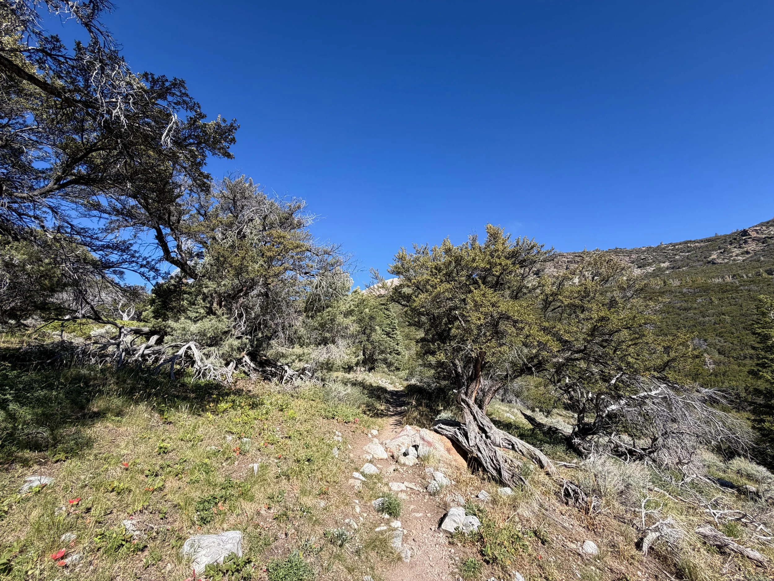 Baker Lake Hike Great Basin National Park Nevada