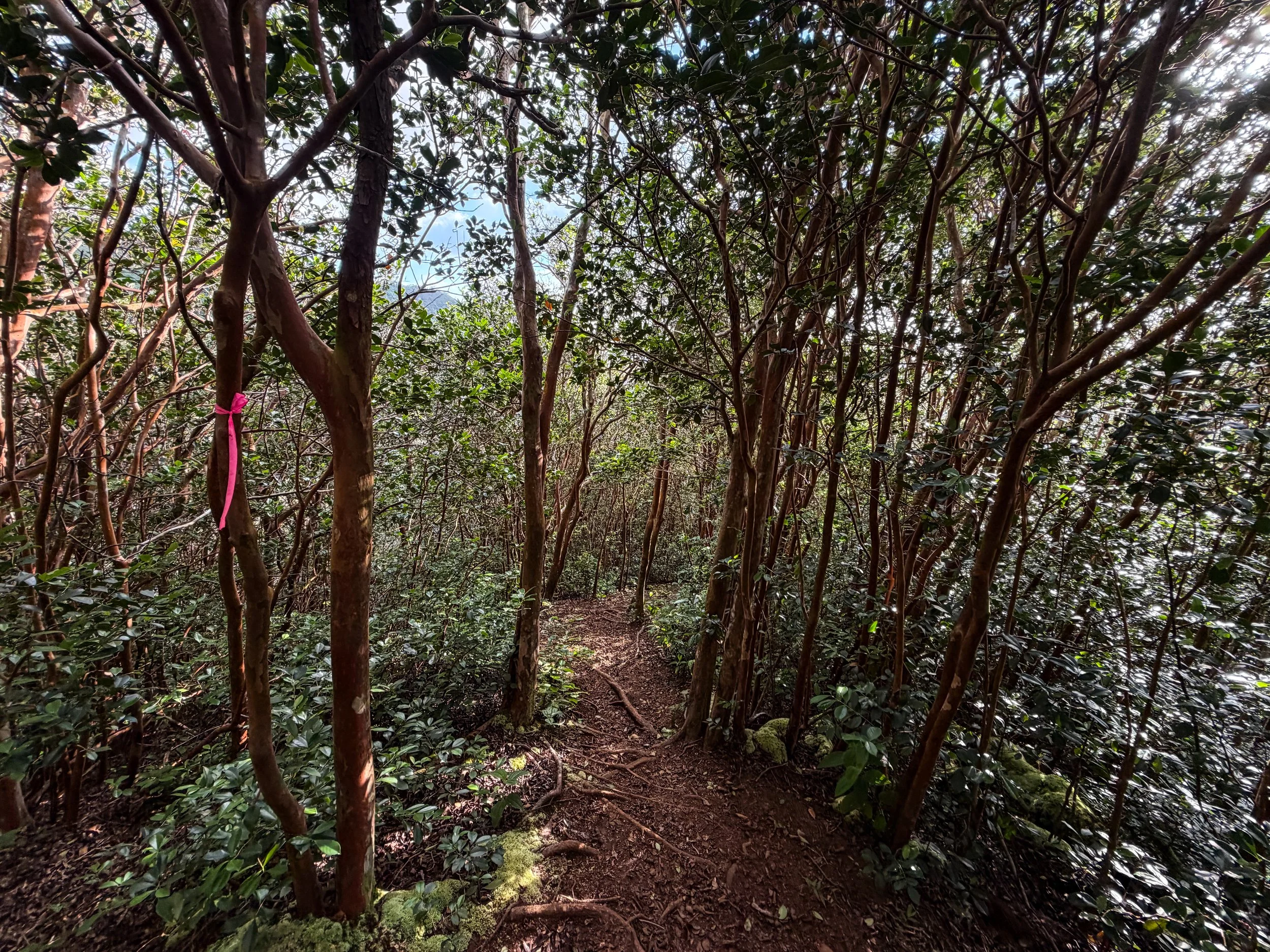 Kaau Crater Trail Oahu Hawaii