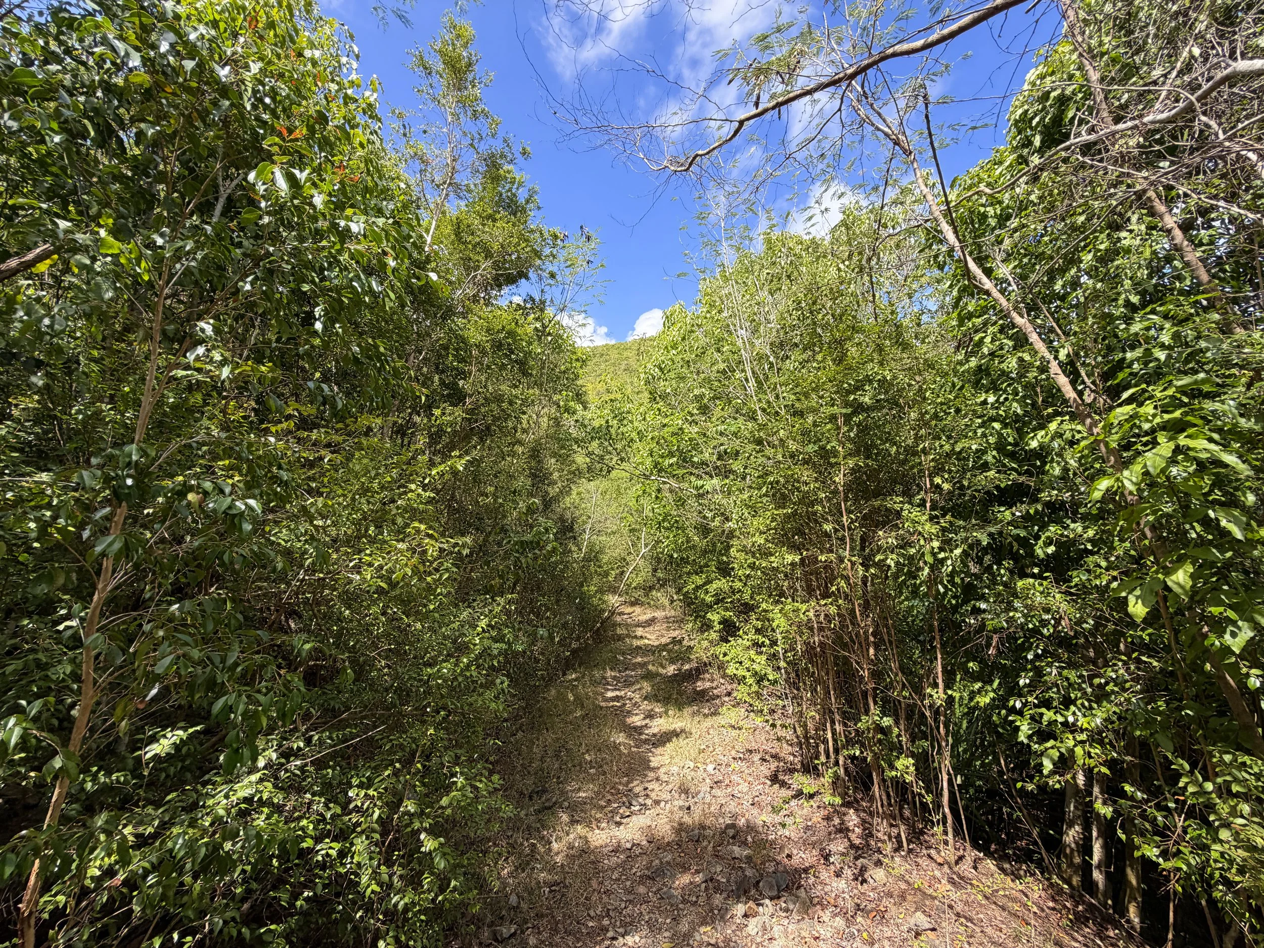Johnny Horn Trail Virgin Islands National Park