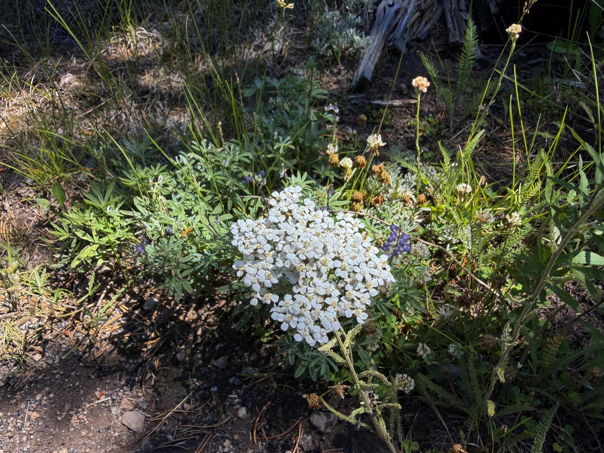 Common Yarrow Achillea millefolium