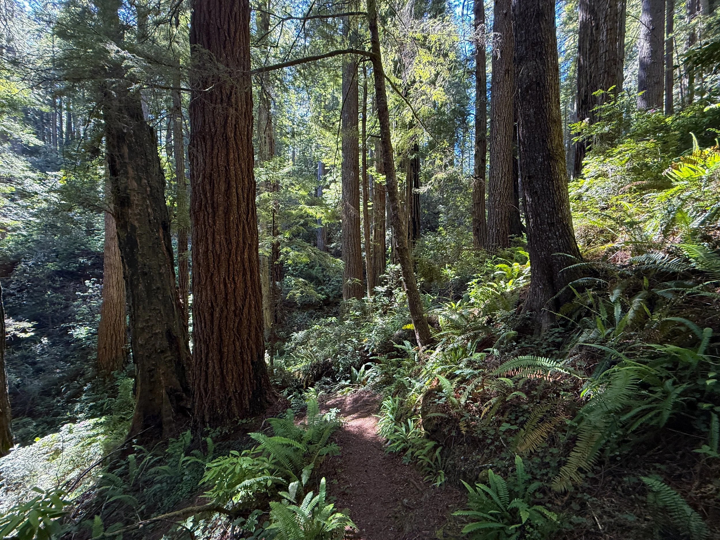 Ten Taypo-Hope Creek Loop Trail Prairie Creek Redwoods State Park California