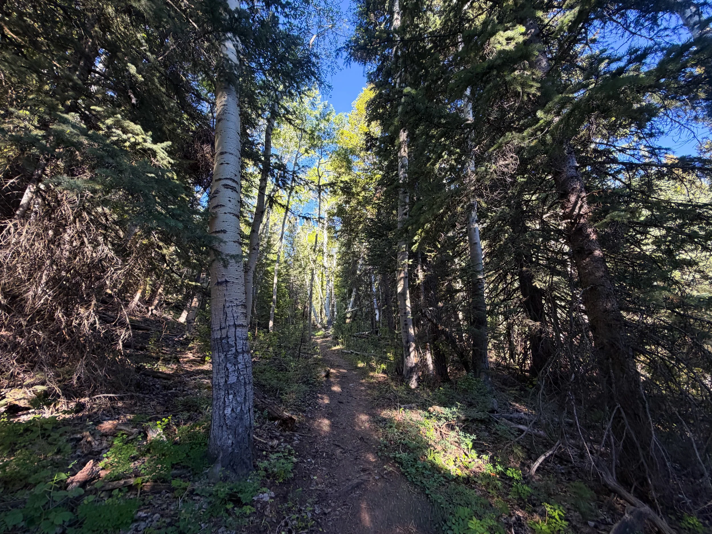 Upper Strawberry Creek Trail Great Basin National Park Nevada