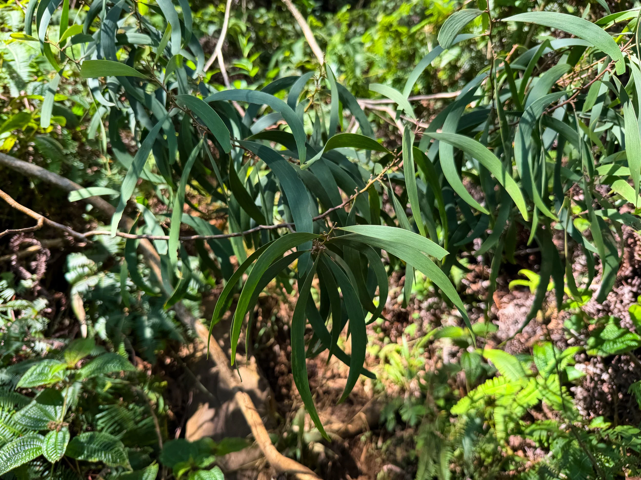 Acaica koa Oahu Hawaii