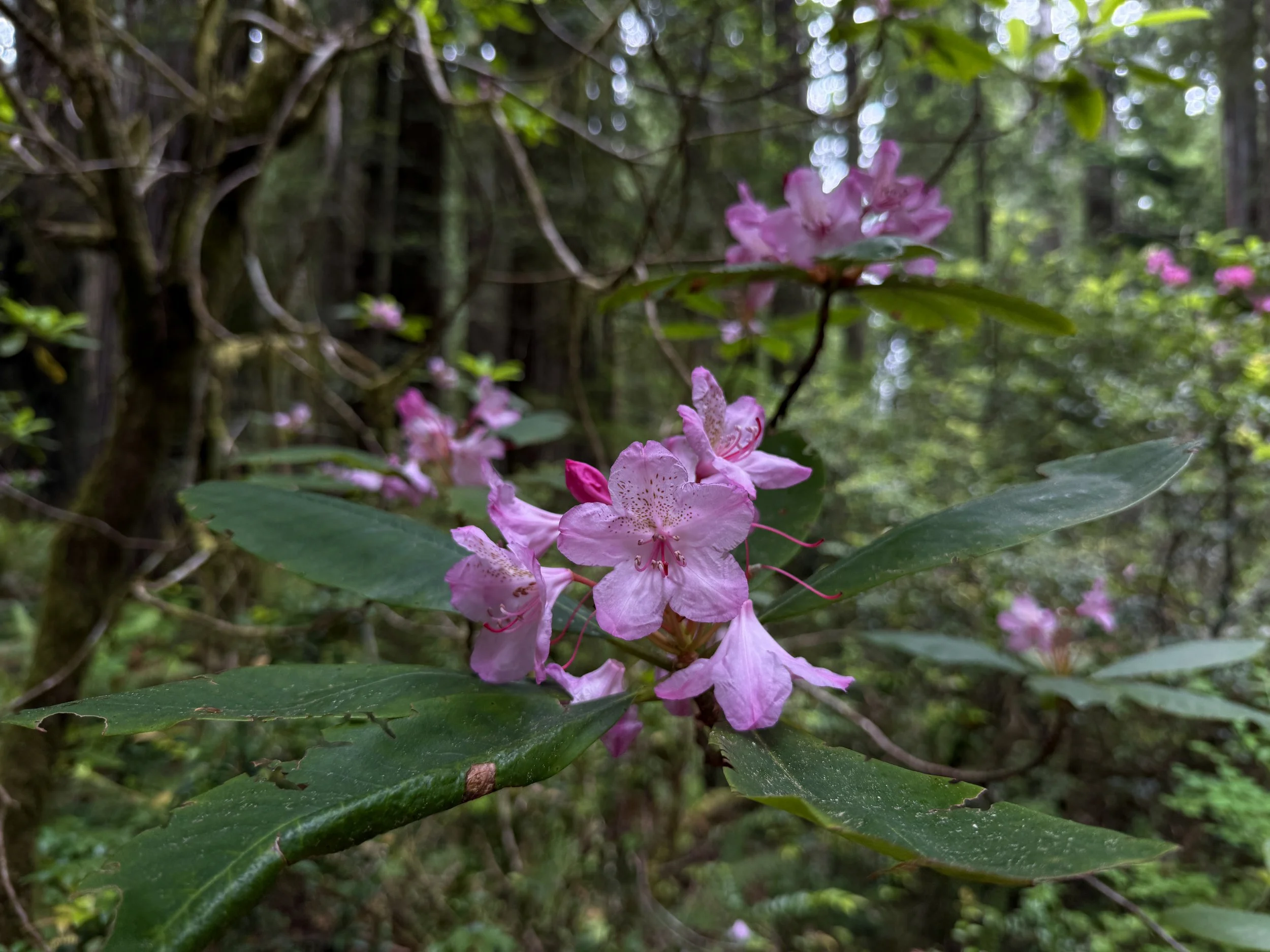 Pacific Rhododendron macrophyllum