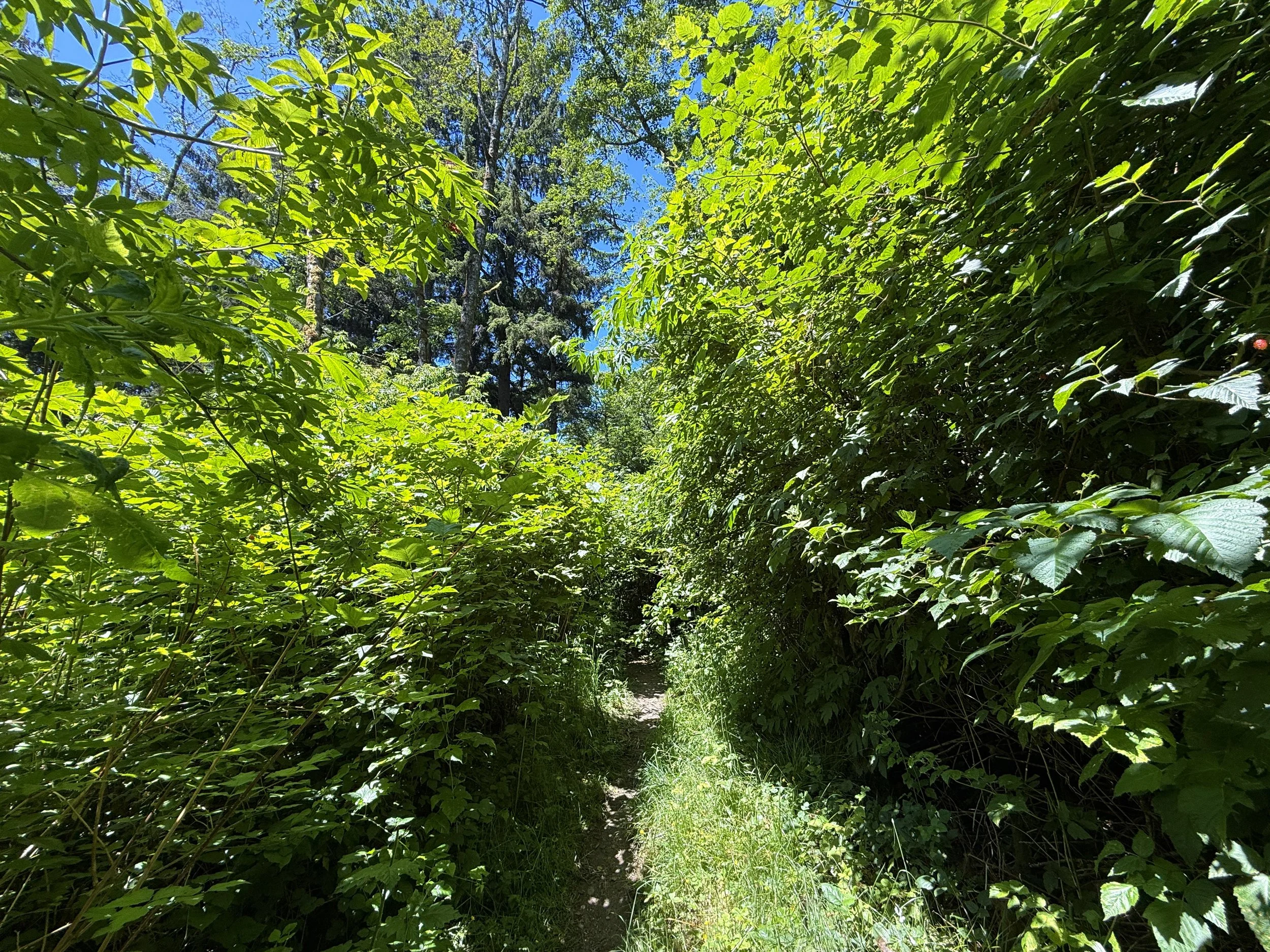 Ossagon Trail Prairie Creek Redwoods State Park California