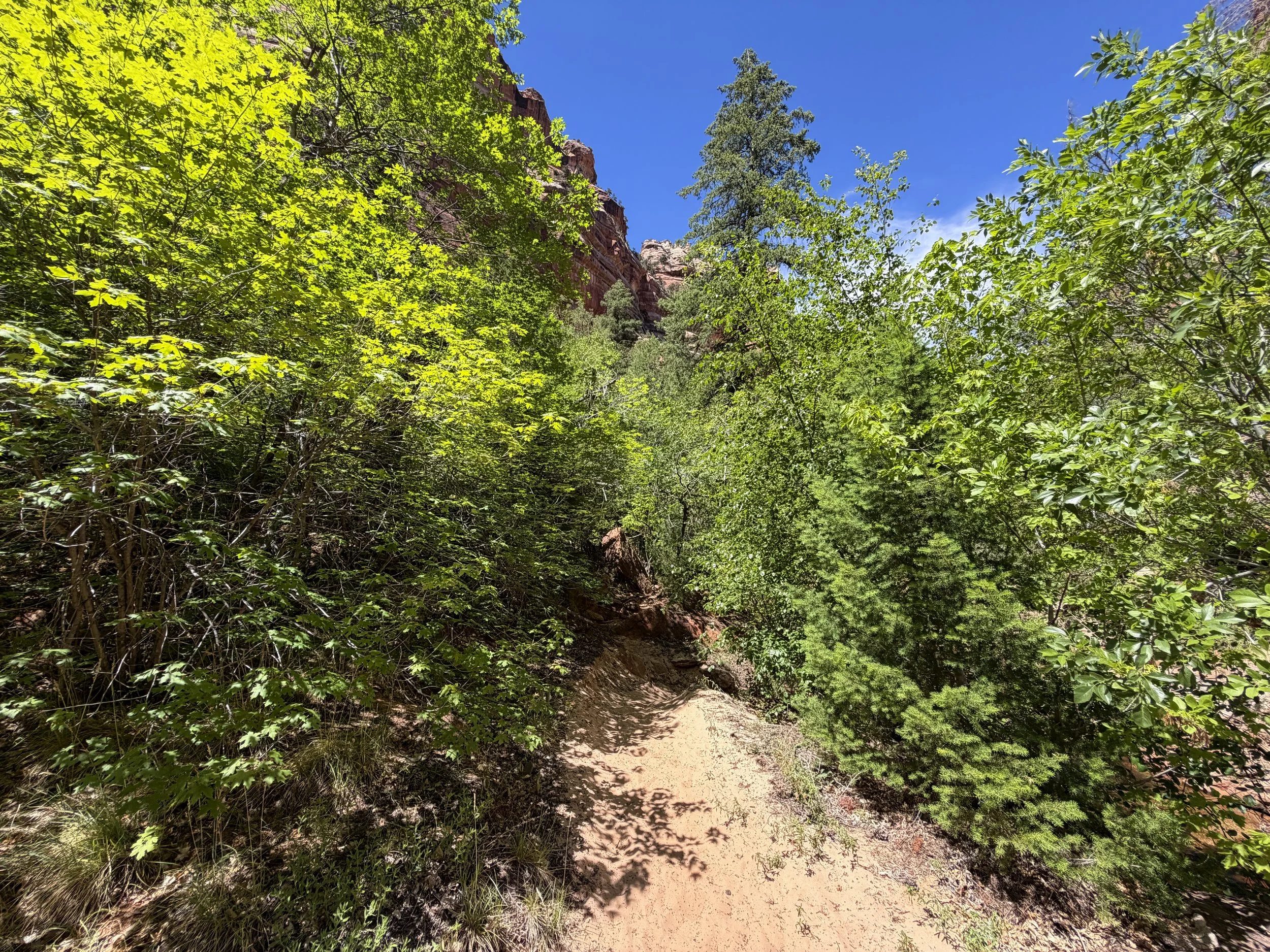 Left Fork North Creek Trail to the Subway Zion National Park Utah