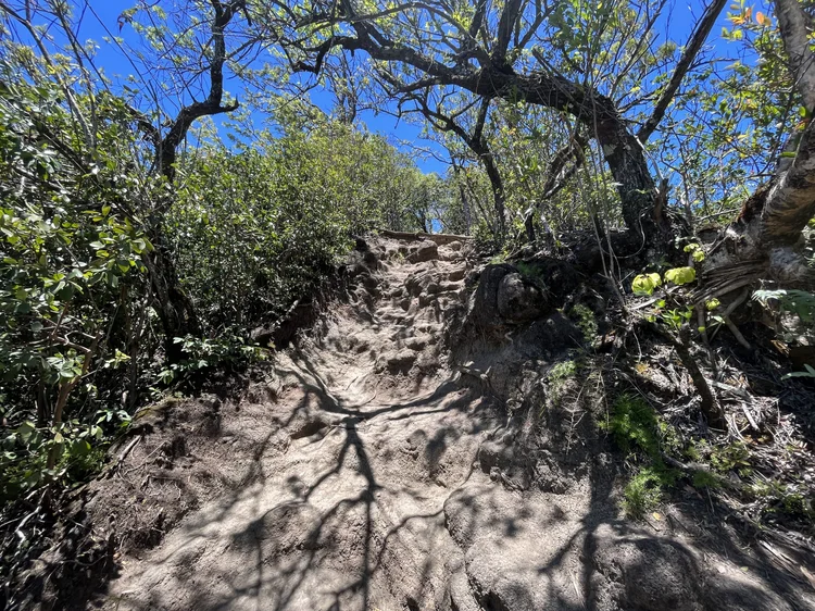 Hiking the Waʻahila Ridge Trail to Mt. Olympus (ʻAwaʻawaloa) on Oʻahu ...