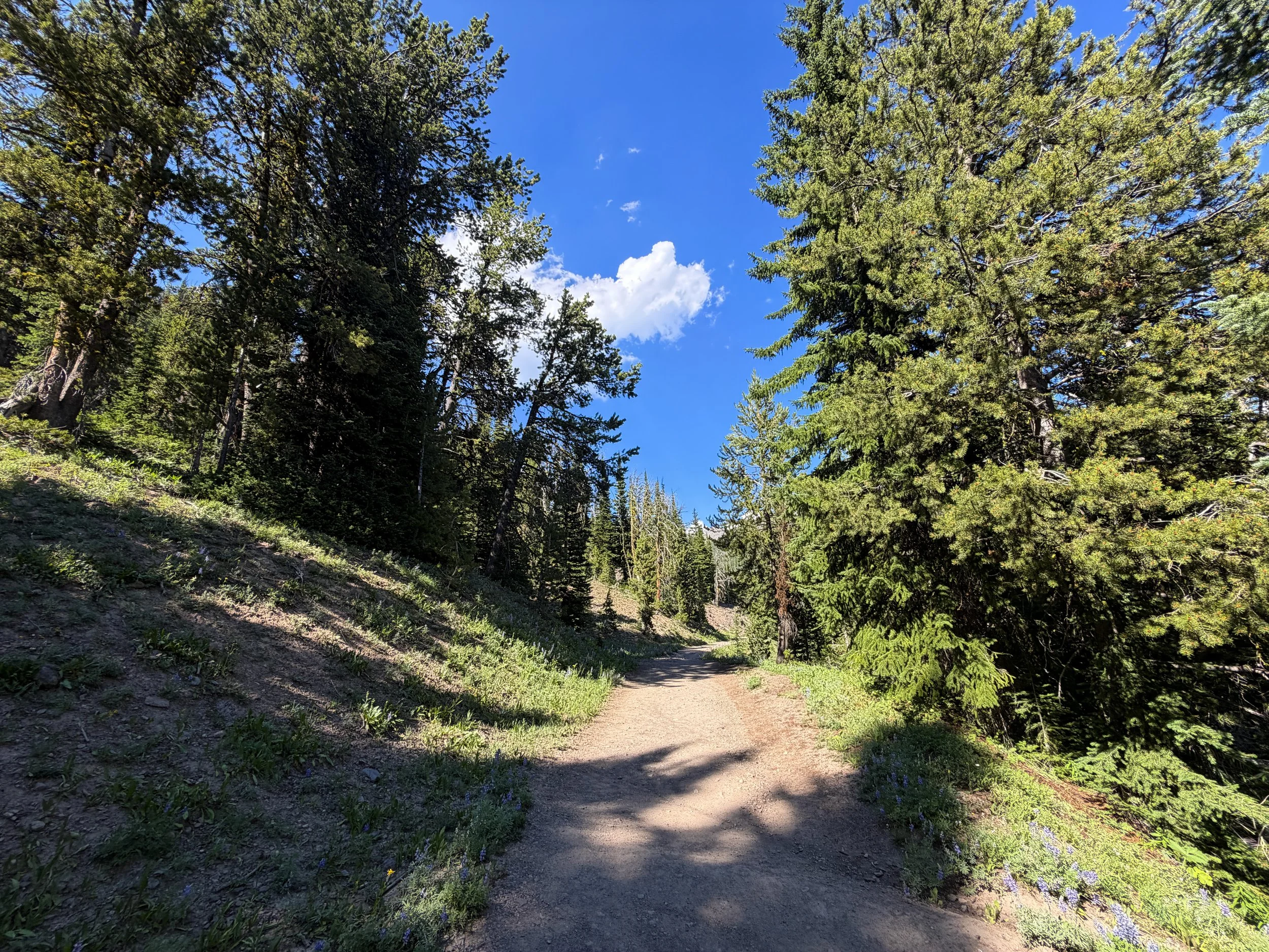Mount Washburn Trail via Dunraven Pass Yellowstone National Park Wyoming