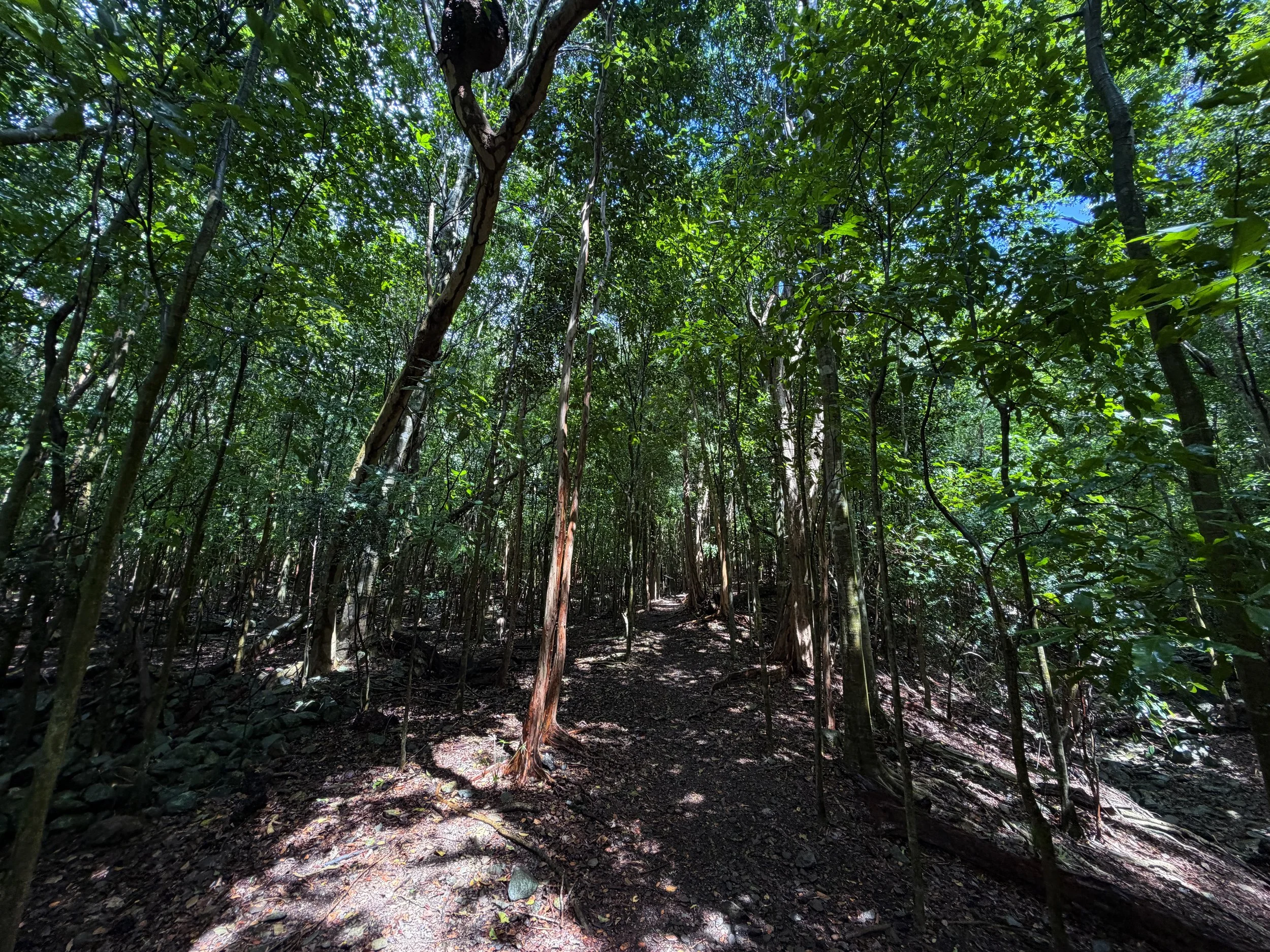 Cinnamon Bay Loop Trail Virgin Islands National Park