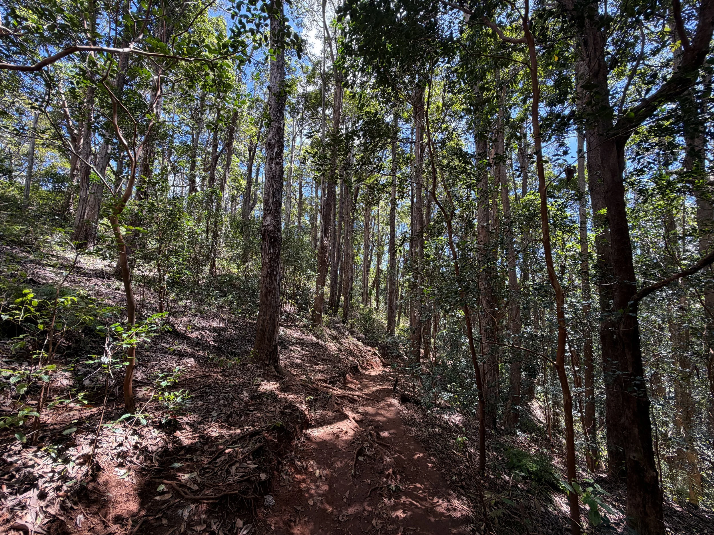Waimano Falls Trail Oahu Hawaii