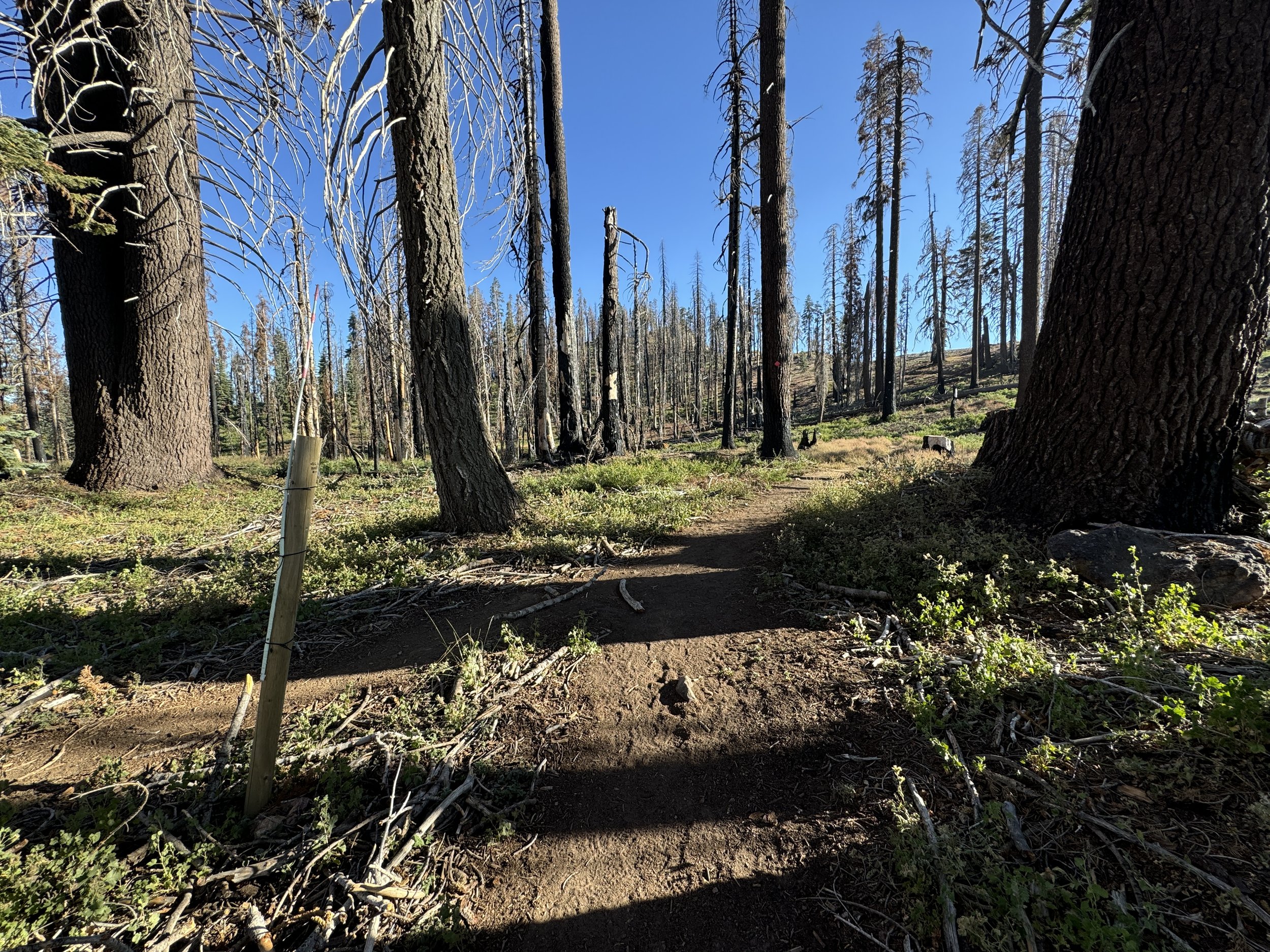 Hiking the Big Baldy Trail in Kings Canyon National Park noahawaii