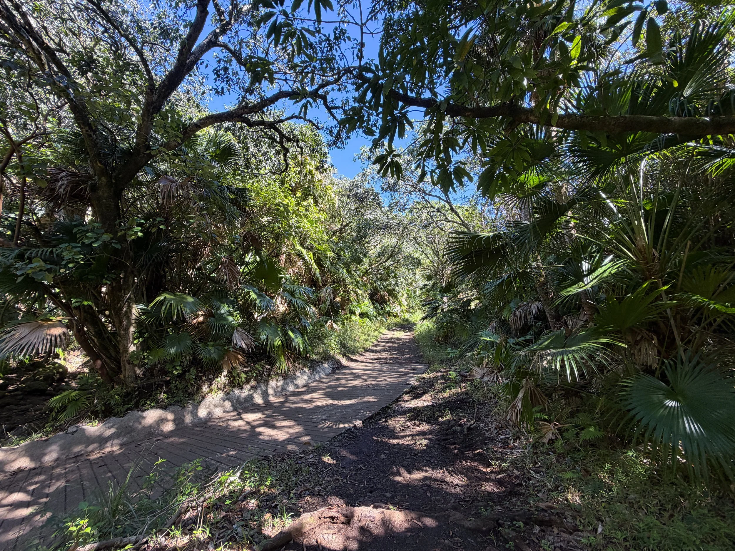 Tripler Ridge Trail via Kamananui Valley Road Oahu Hawaii