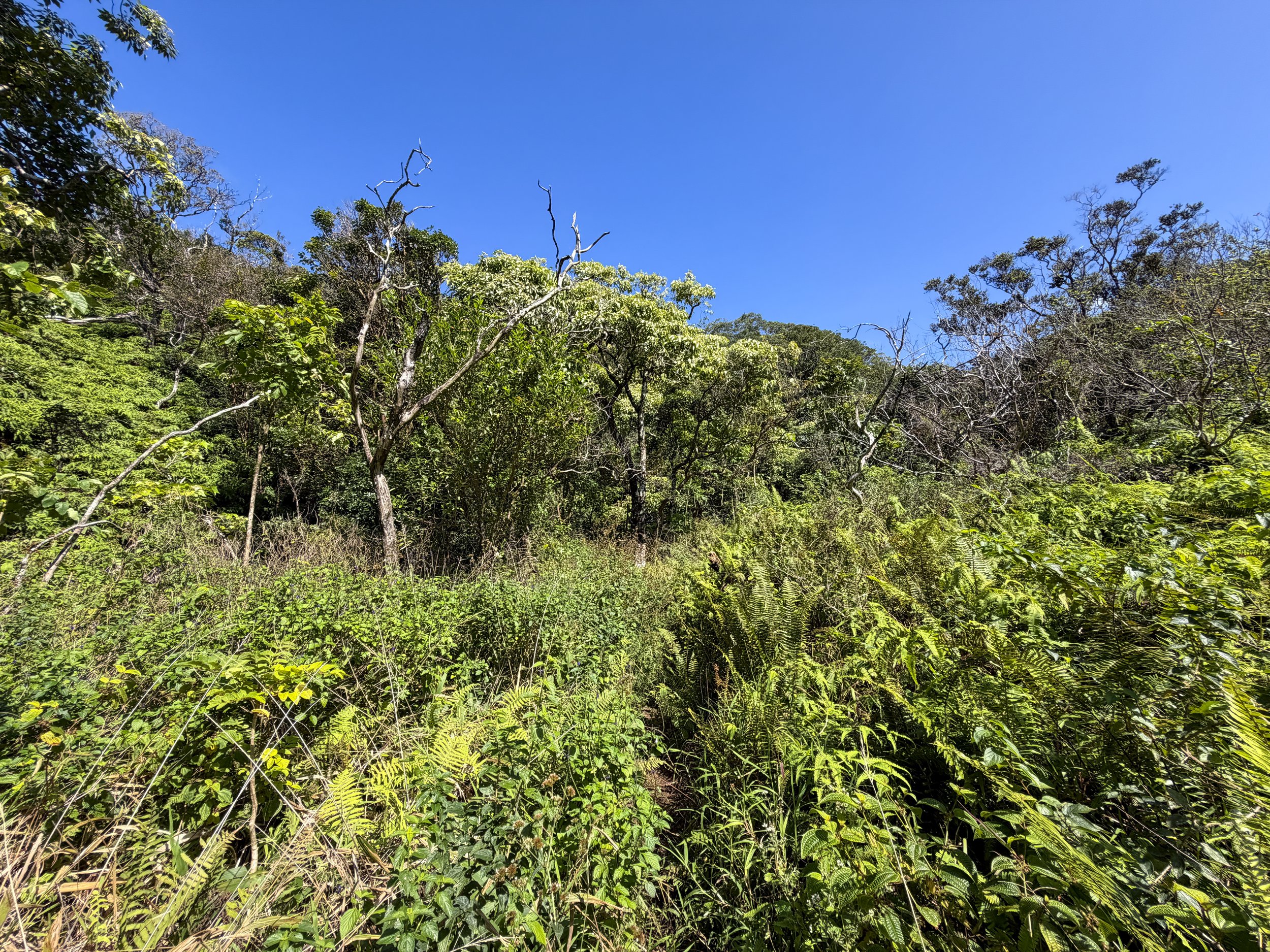 Kulanaahane Hike to Moanalua Saddle Oahu Hawaii