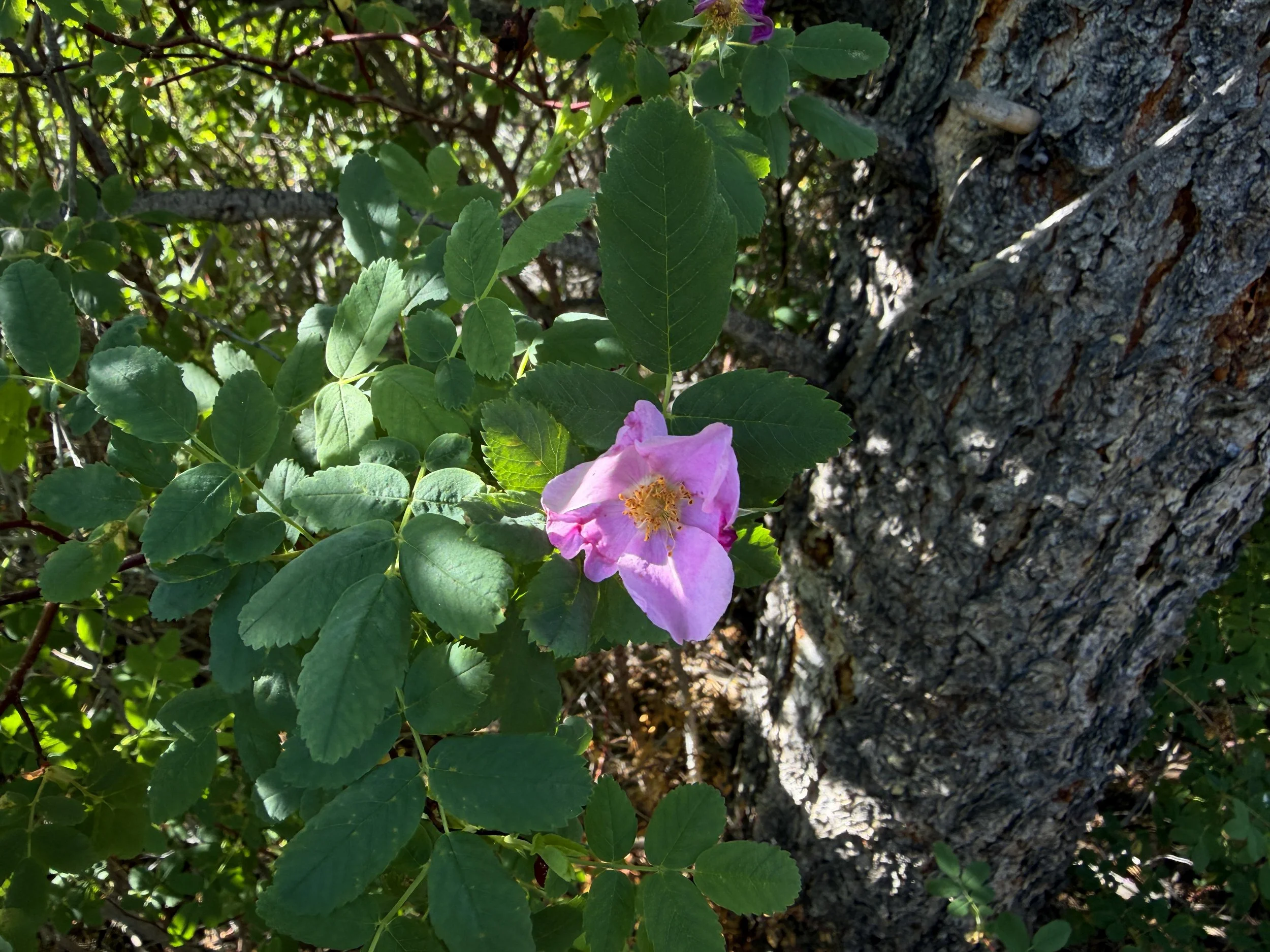 Woods Rose Rosa woodsii