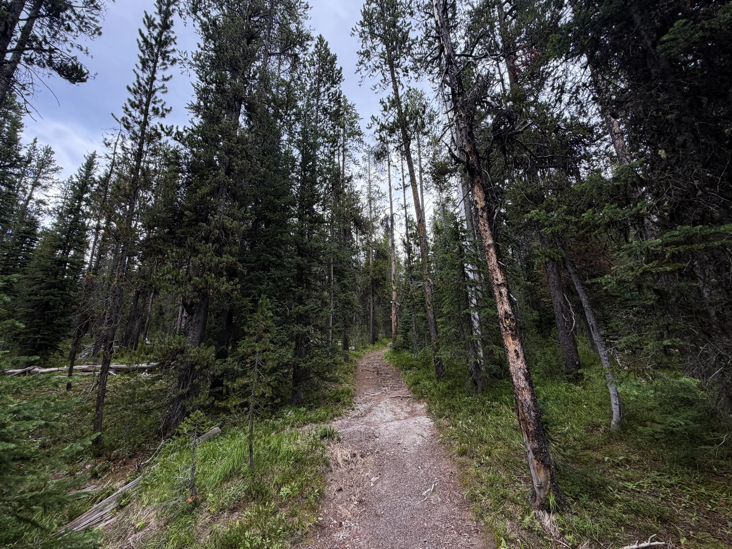 Divide Trail Yellowstone National Park Wyoming