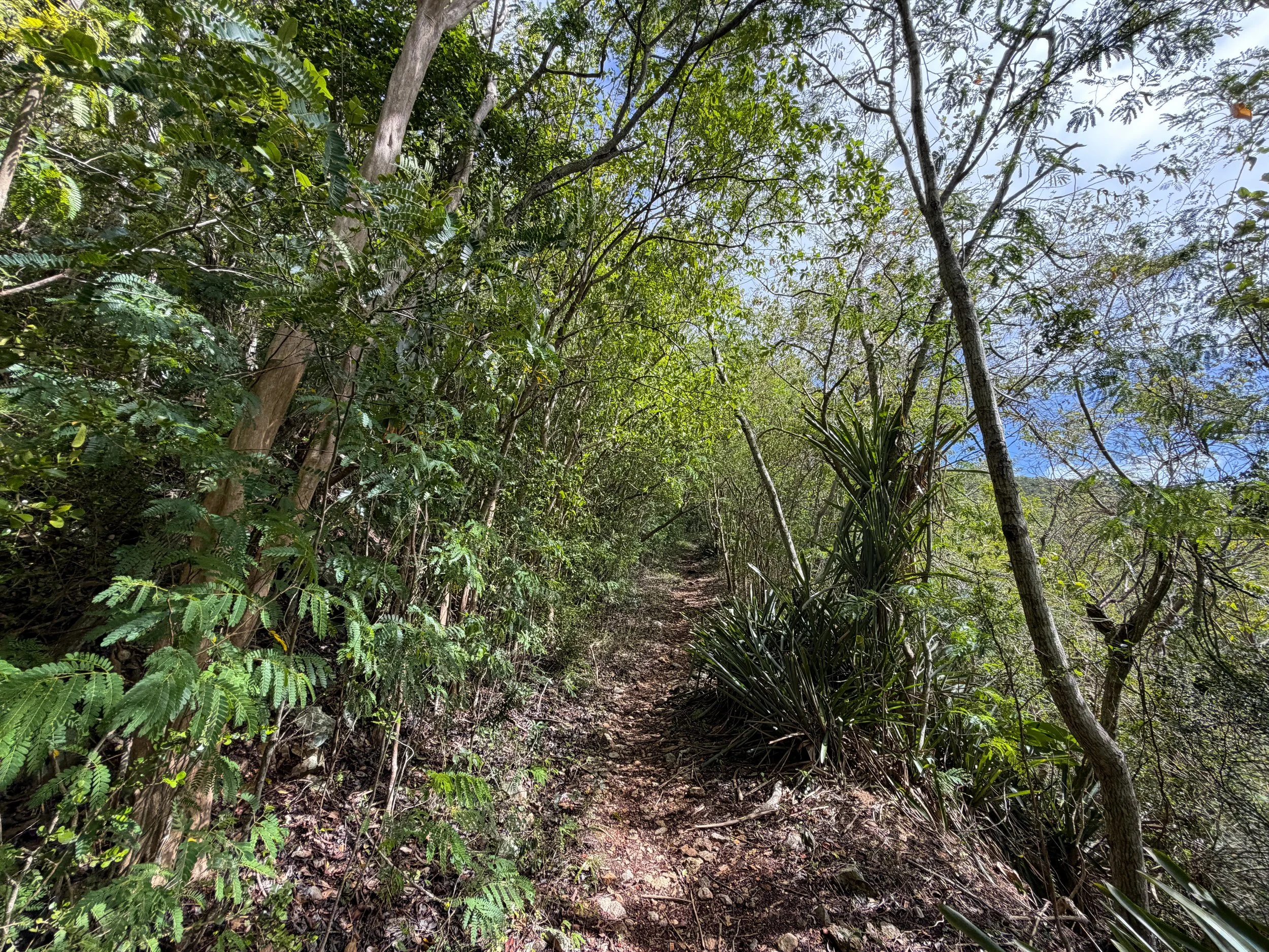 Bordeaux Mountain Hike Virgin Islands National Park