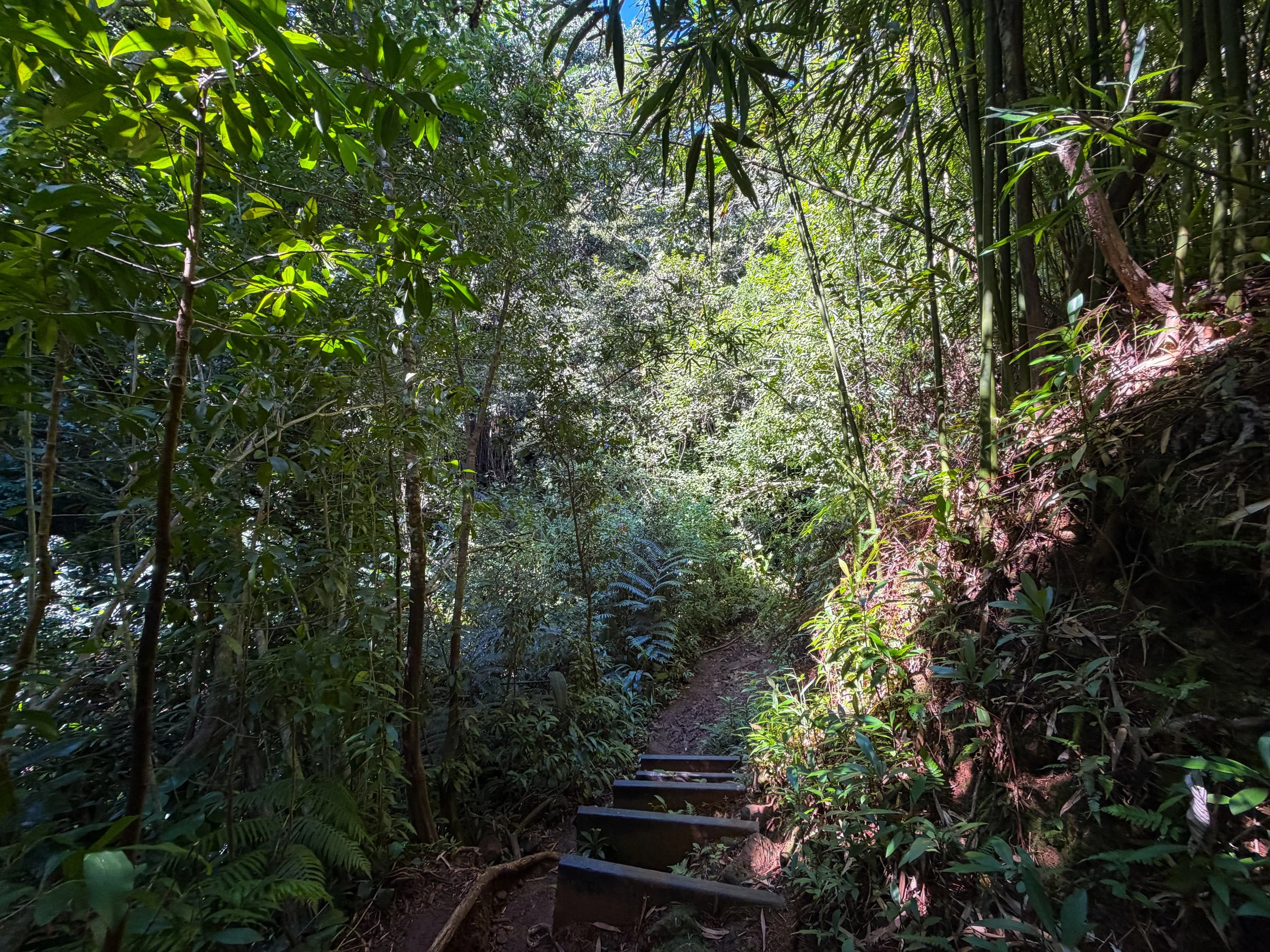 Aihualama to Pauoa Flats Trail Oahu Hawaii