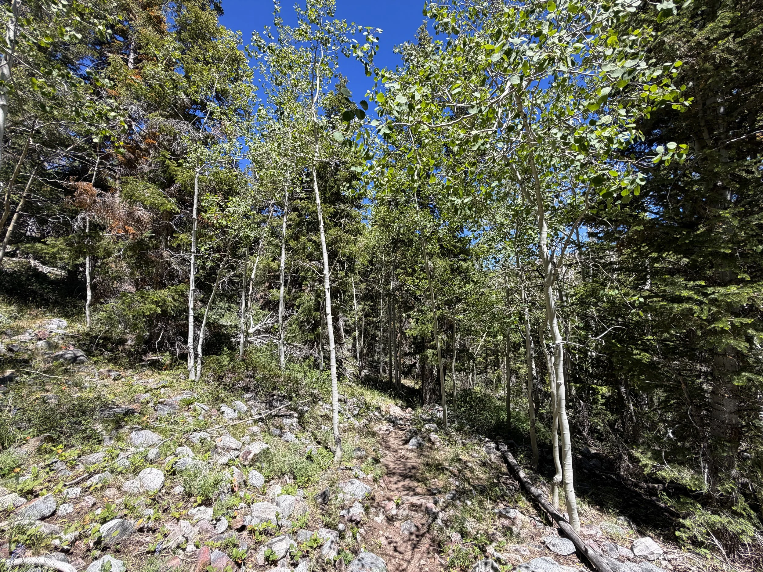 Baker Creek Loop Trail Great Basin National Park Nevada