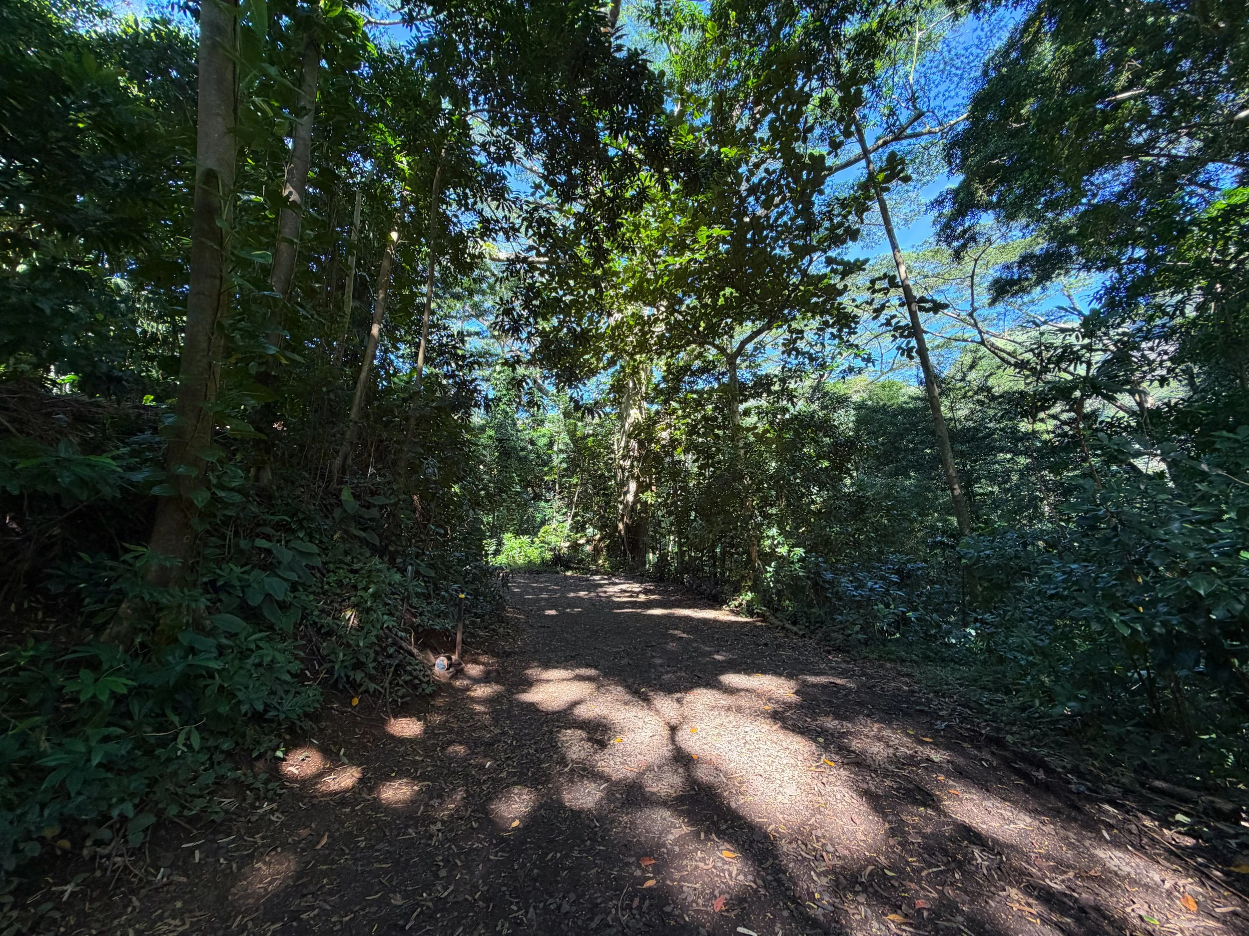 Manoa Falls Trail Oahu Hawaii