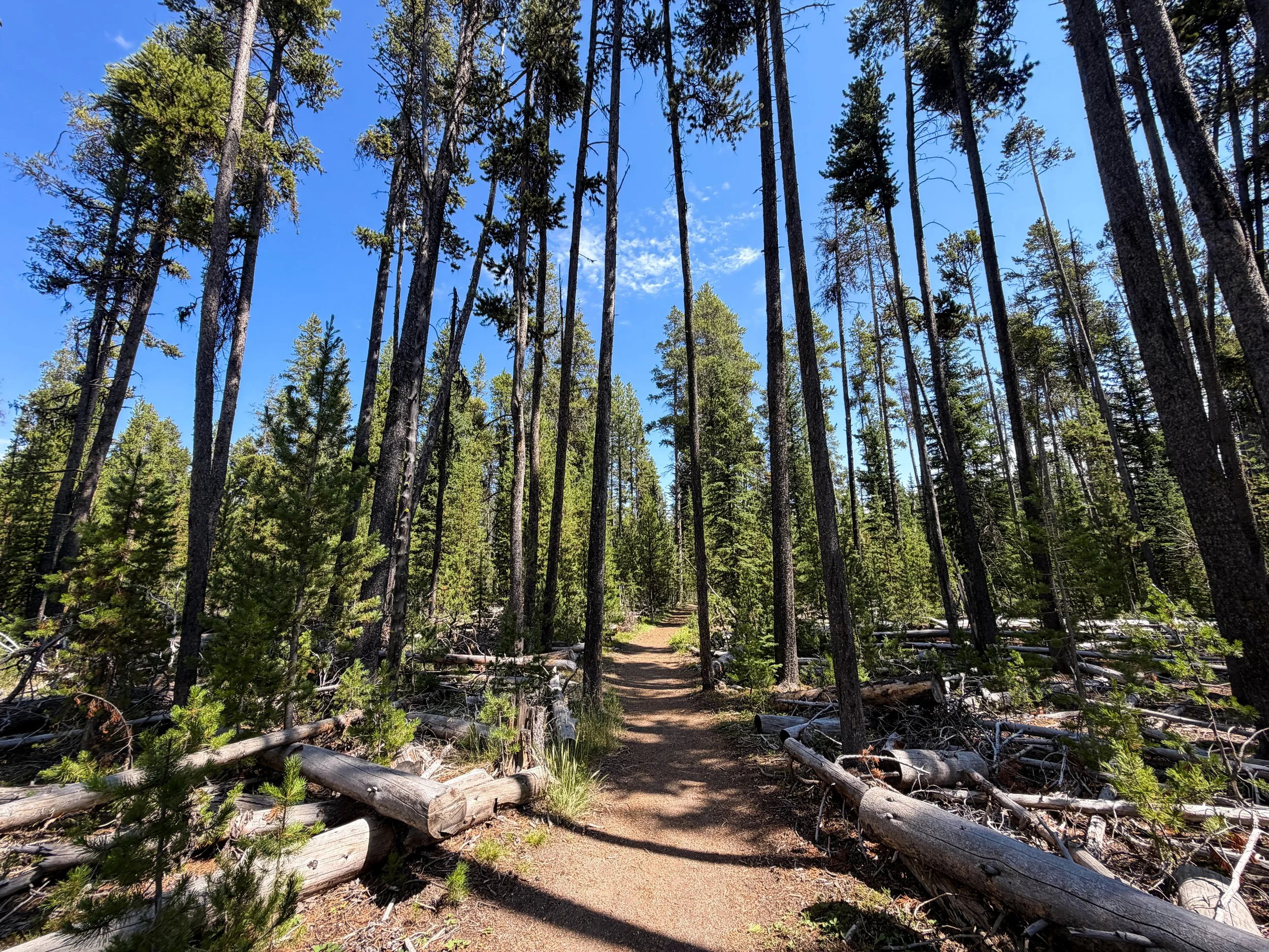 Storm Point Loop Trail Yellowstone National Park Wyoming