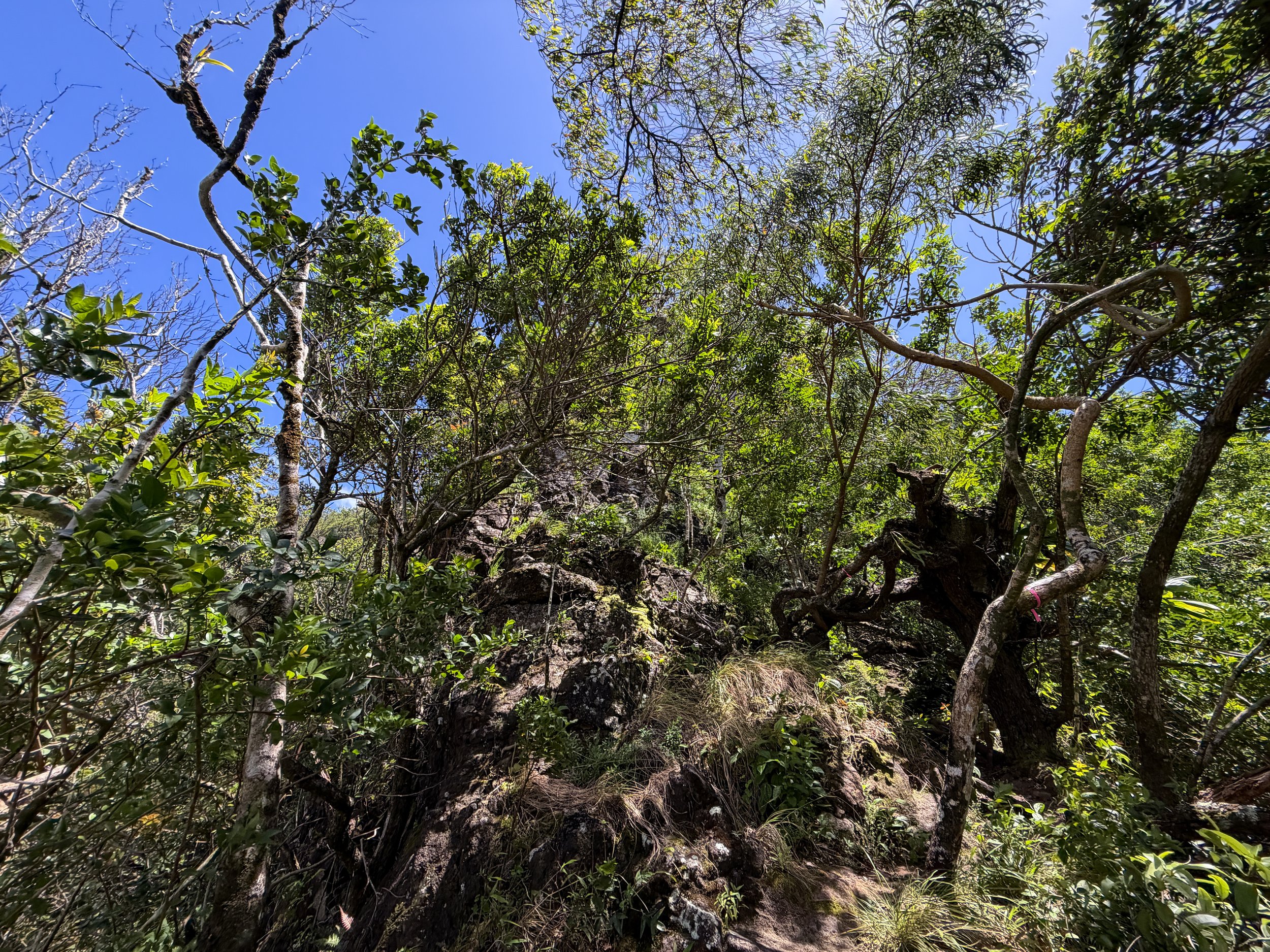 Moanalua Valley to Tripler Ridge Trail Oahu Hawaii