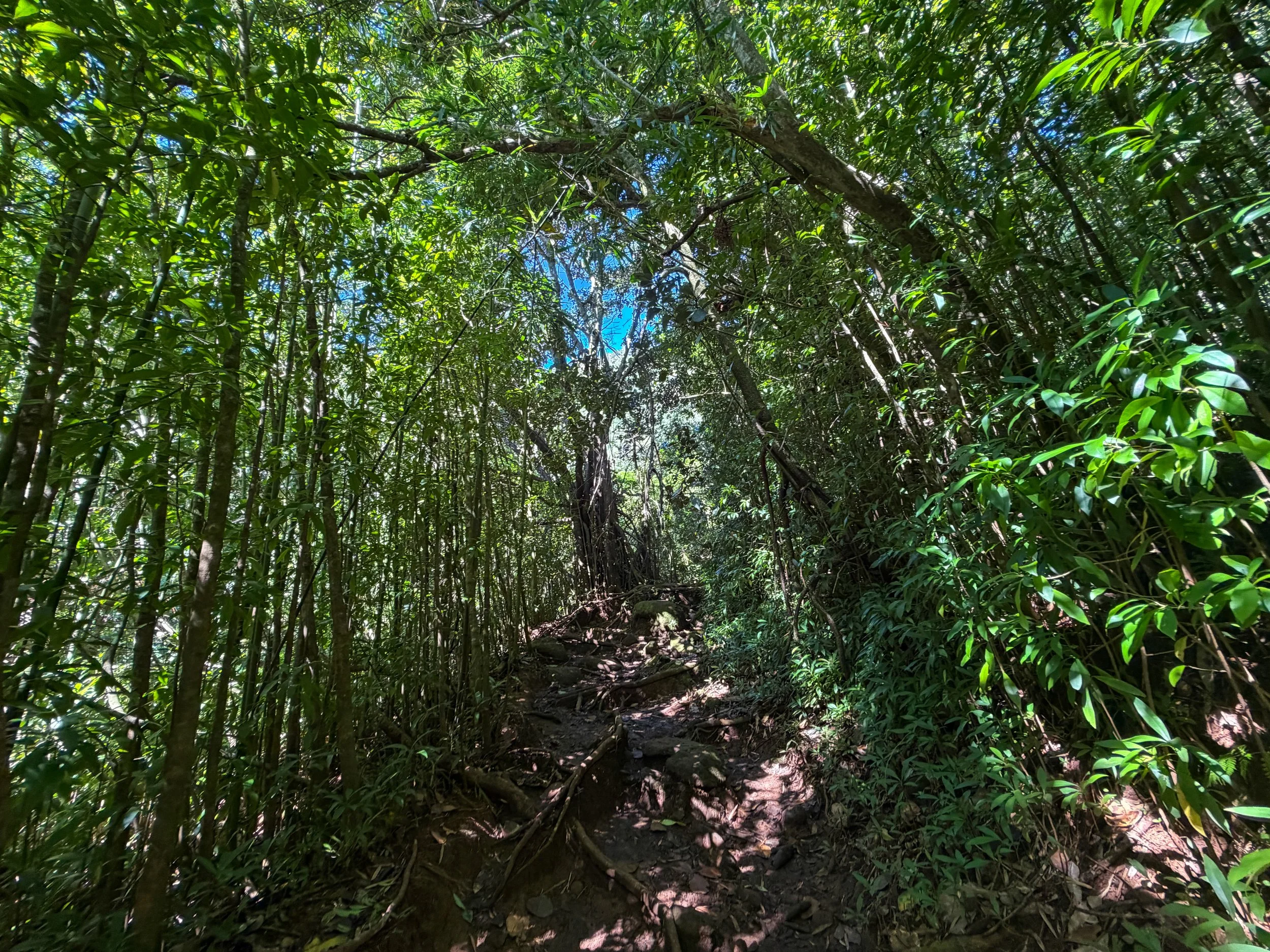 Aihualama Trail to Pauoa Flats Trail Oahu Hawaii