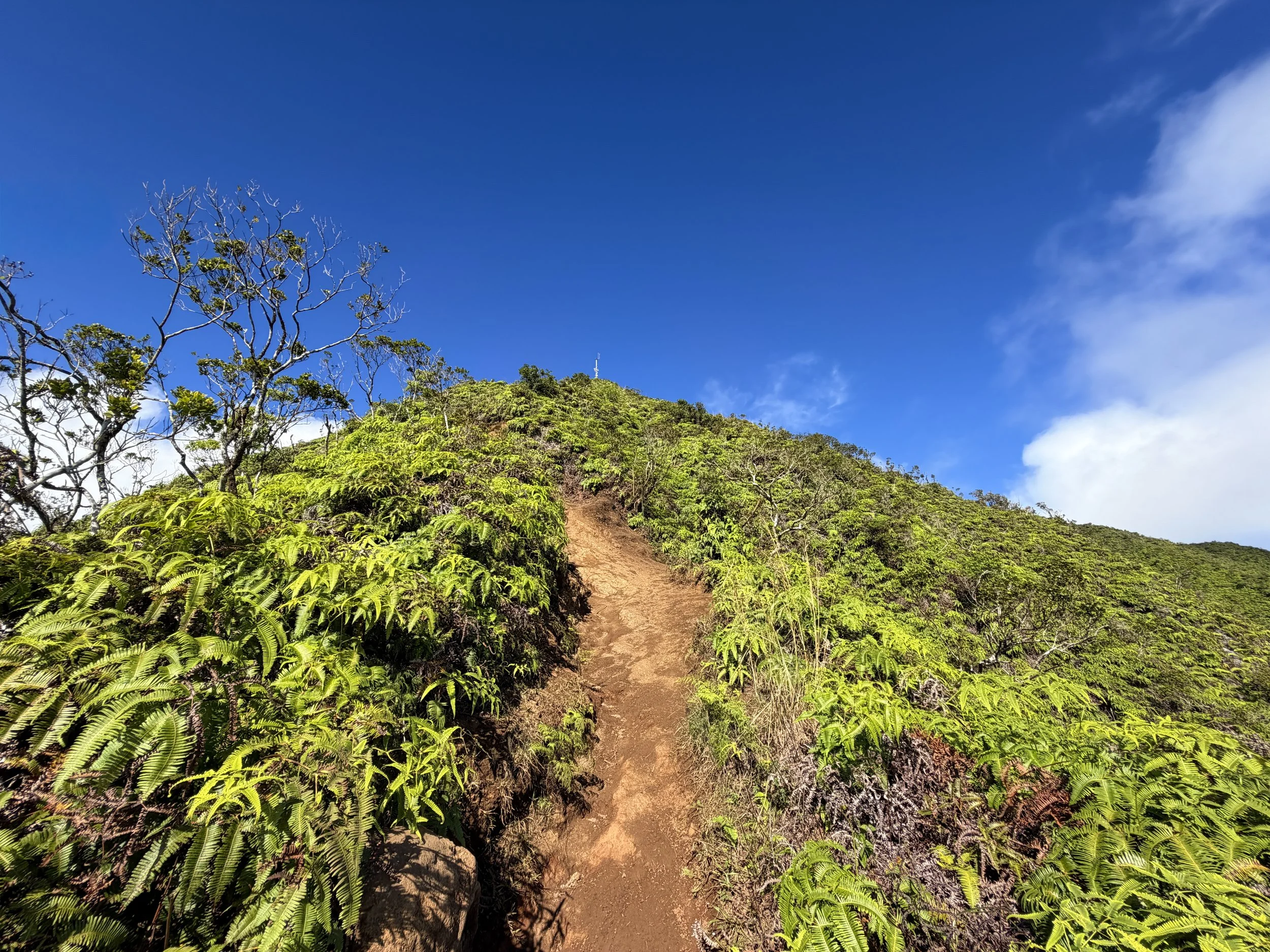Wiliwilinui Ridge Hike Oahu Hawaii