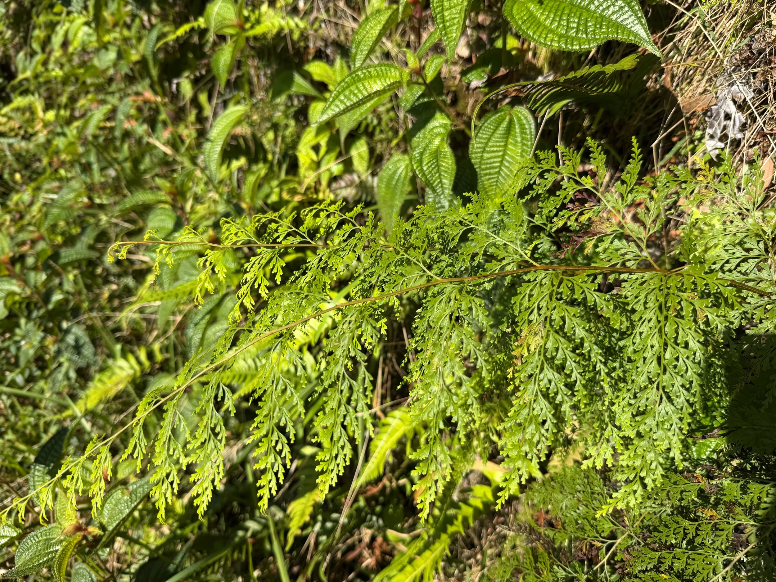 Palaa Sphenomeris chinensis