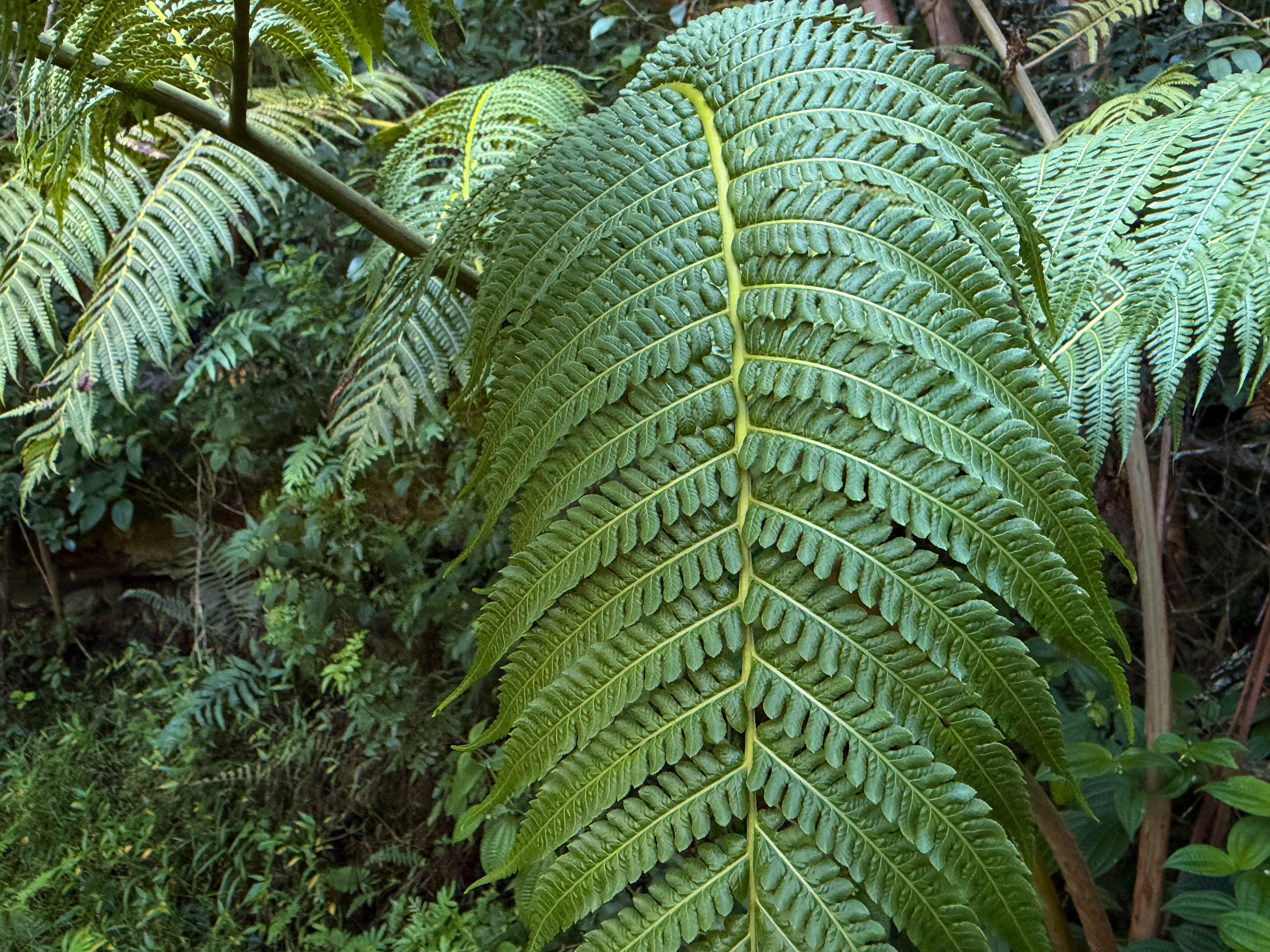 Hapuu Cibotium glaucum