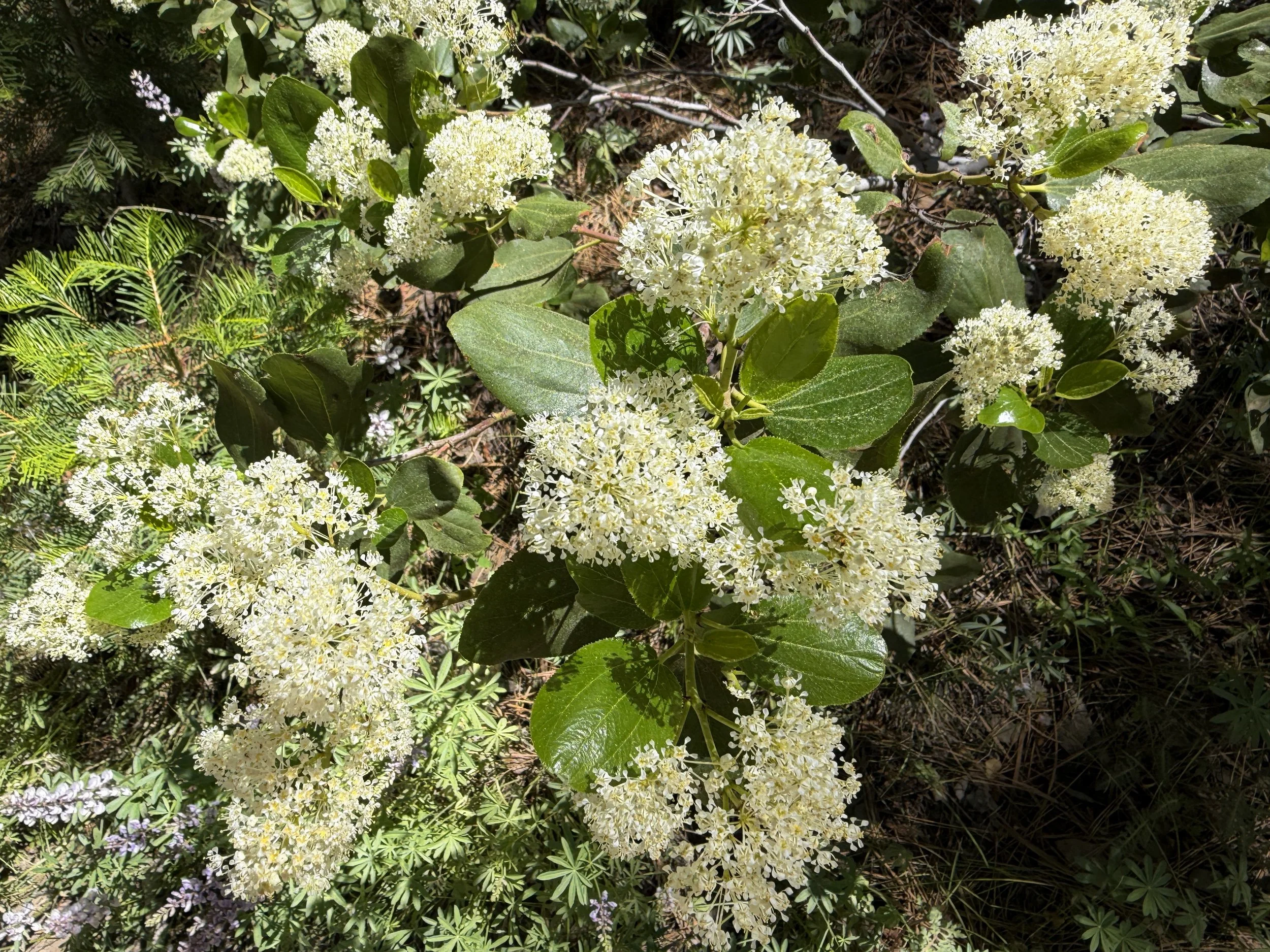 Snowbrush Ceanothus velutinus