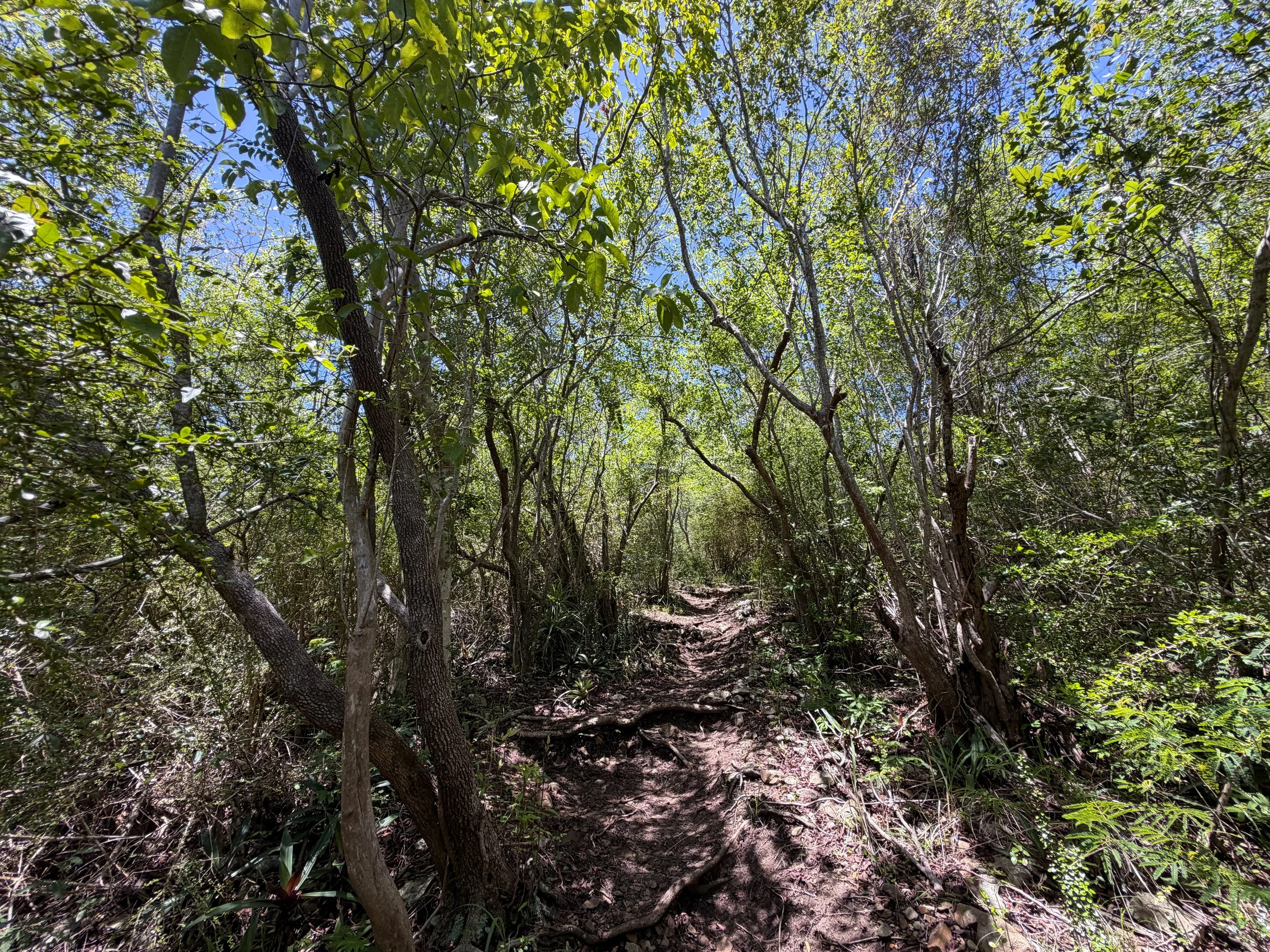 Caneel Hill Trail Virgin Islands National Park