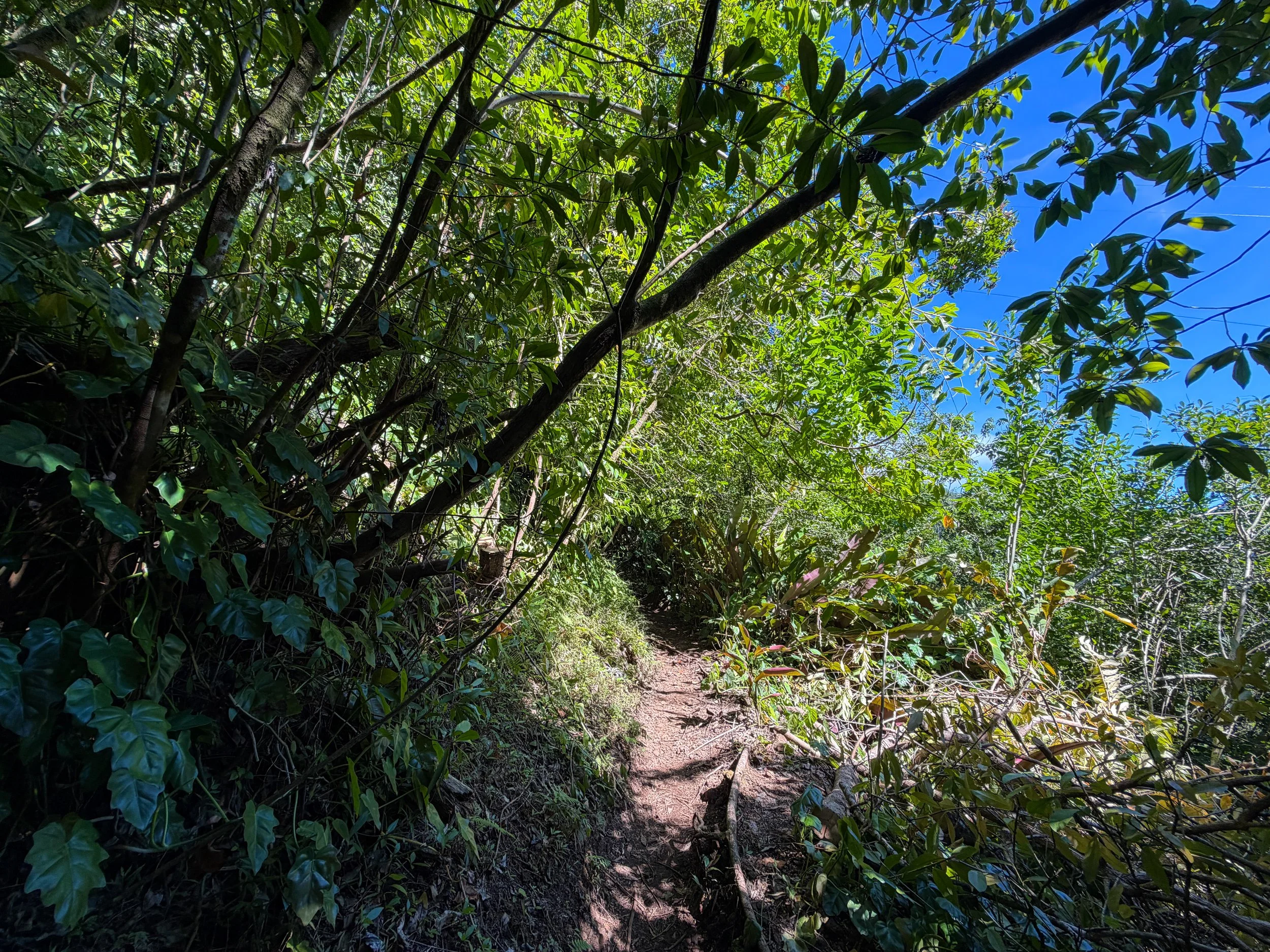 Aihualama Hike Oahu Hawaii