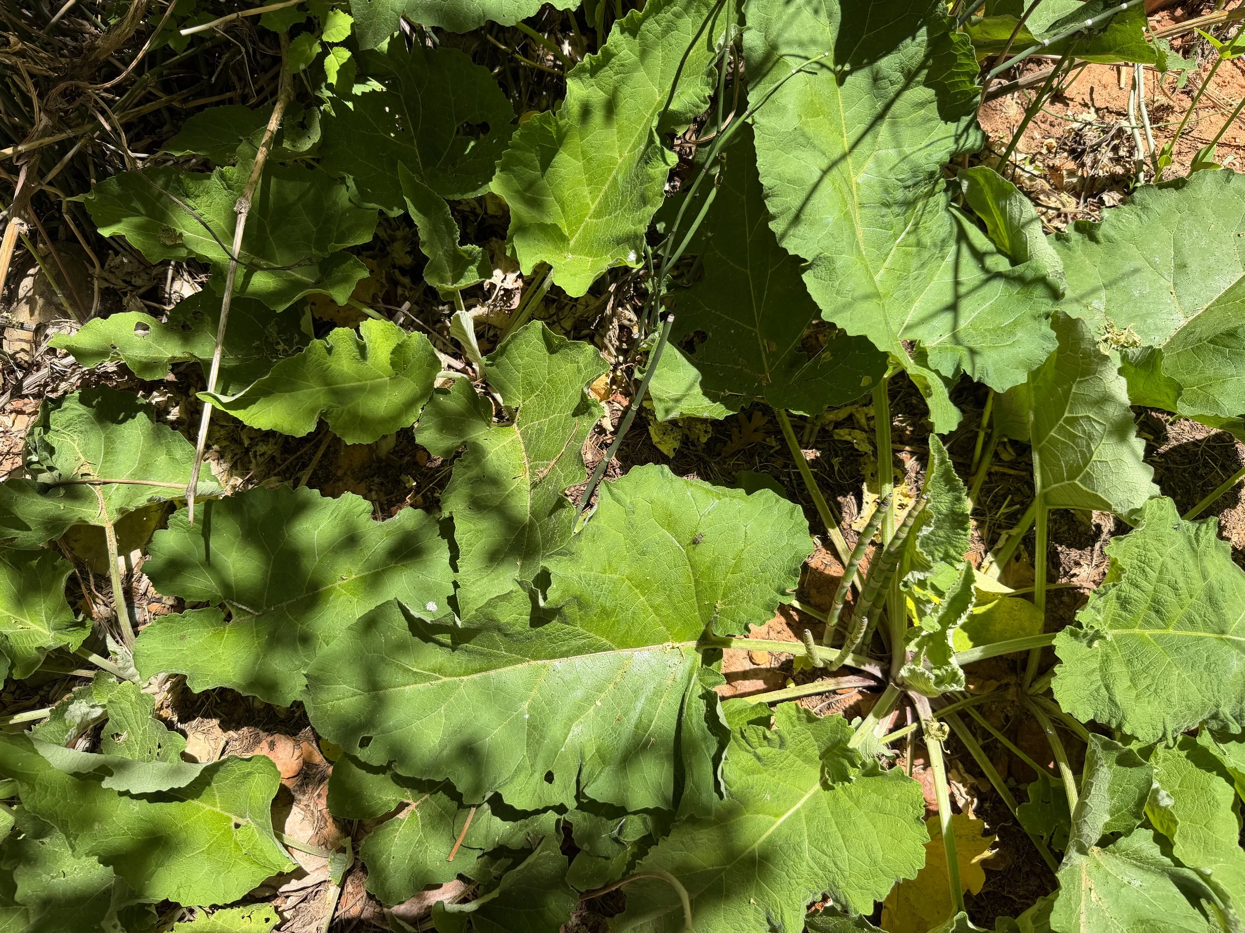 Common Burdock Arctium minus