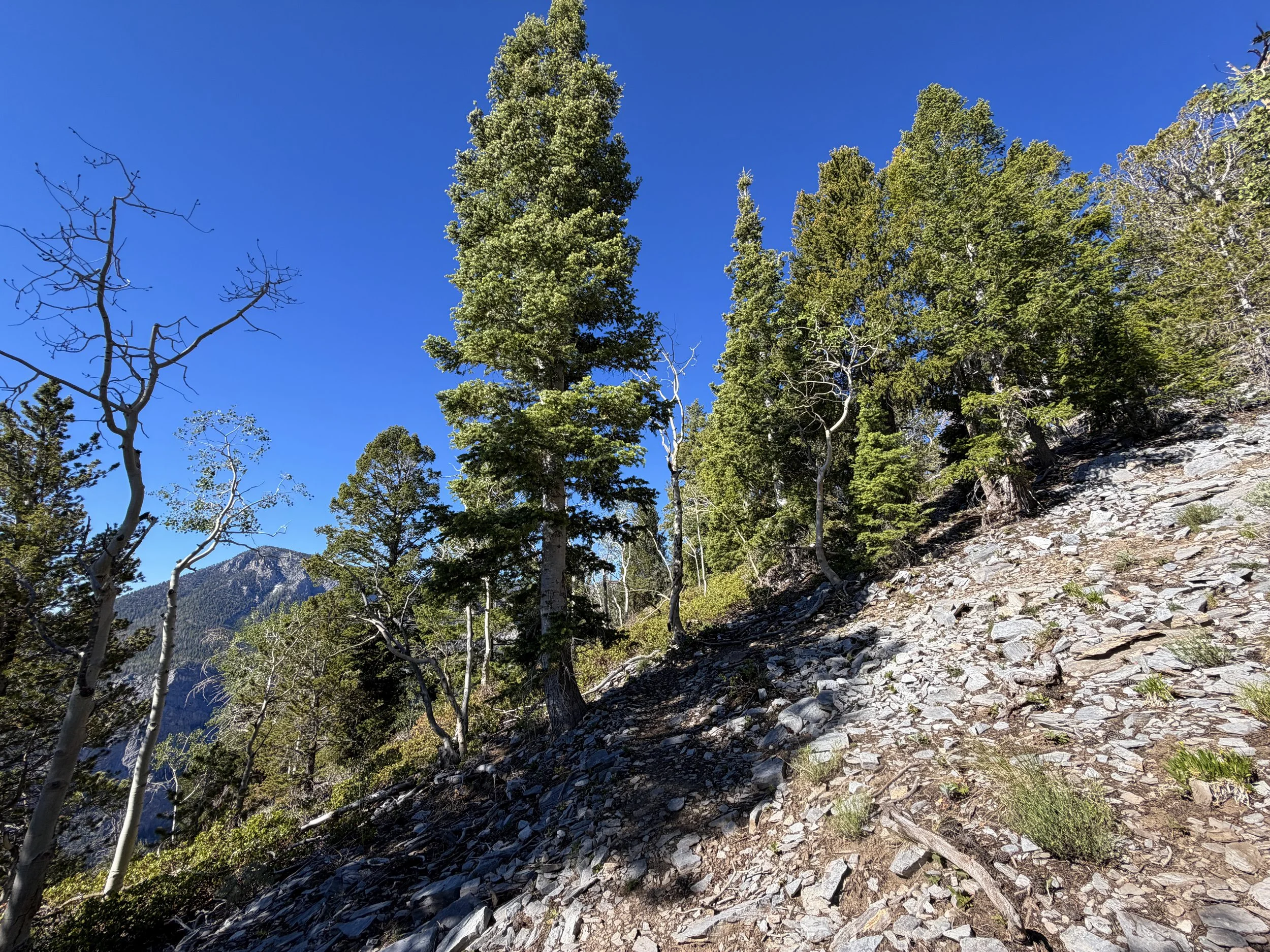 Snake Divide Trail to Magic Grove Great Basin National Park Nevada