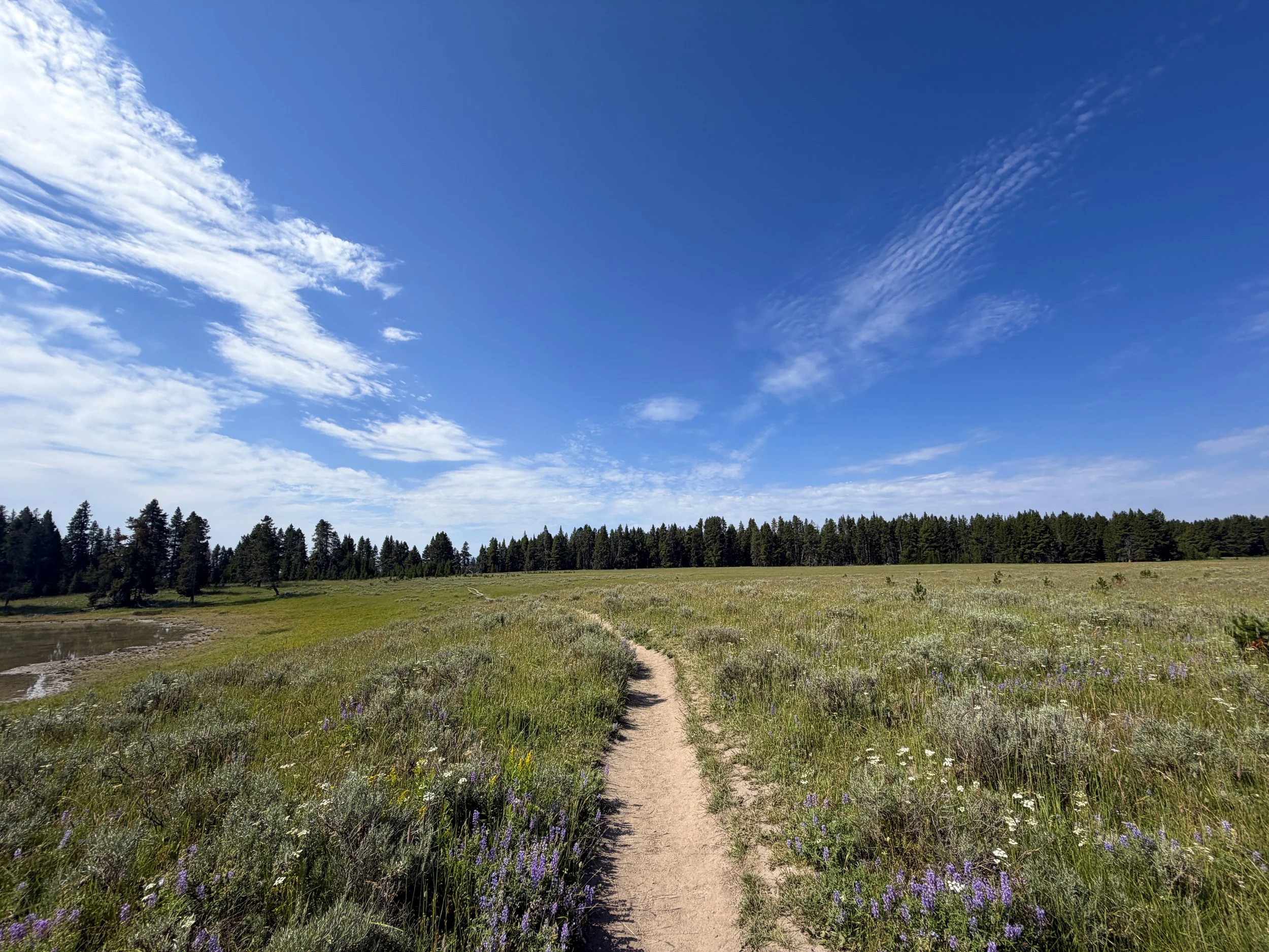 Storm Point Trail Yellowstone National Park Wyoming