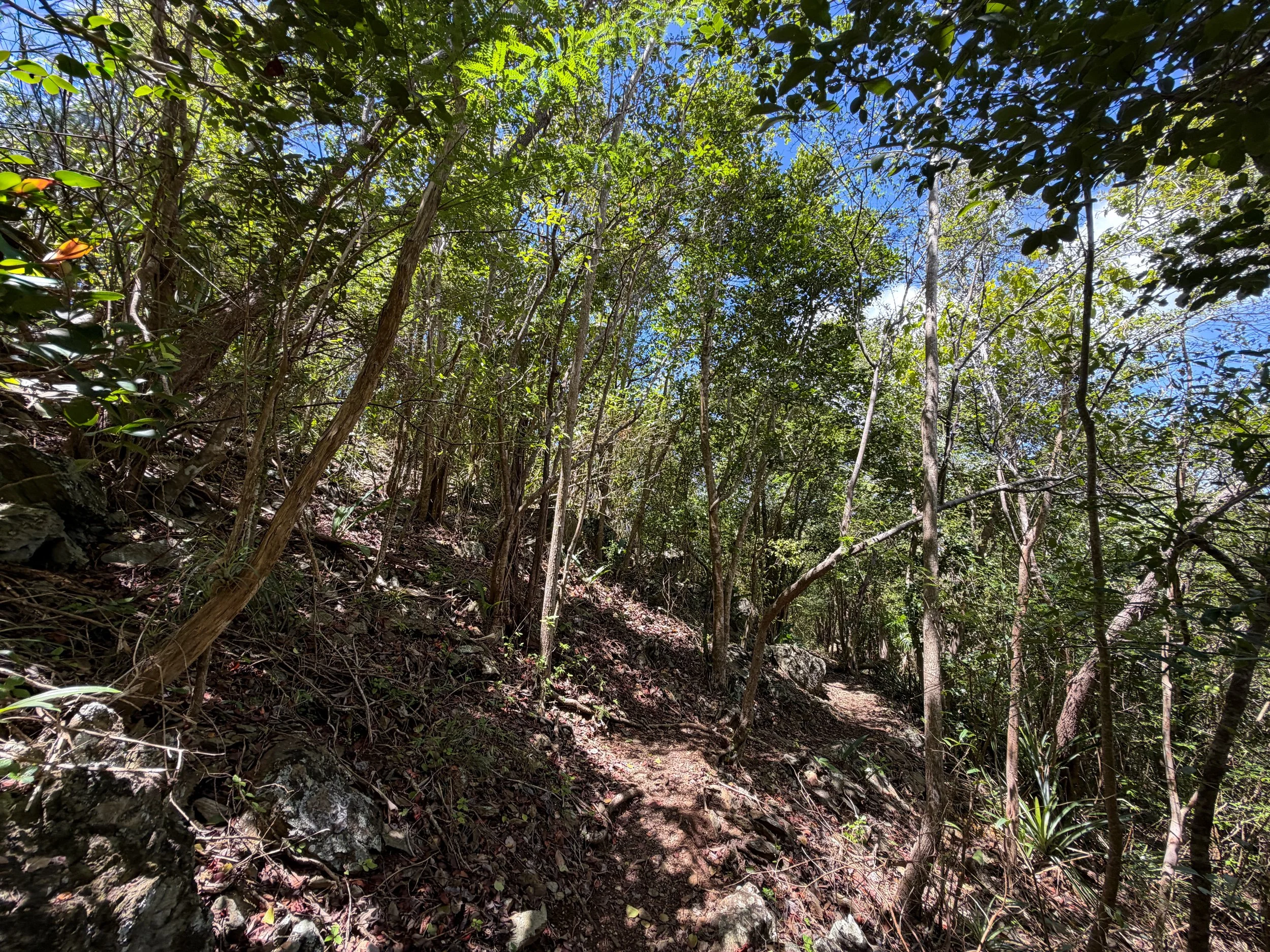 Caneel Hill Trail Virgin Islands National Park
