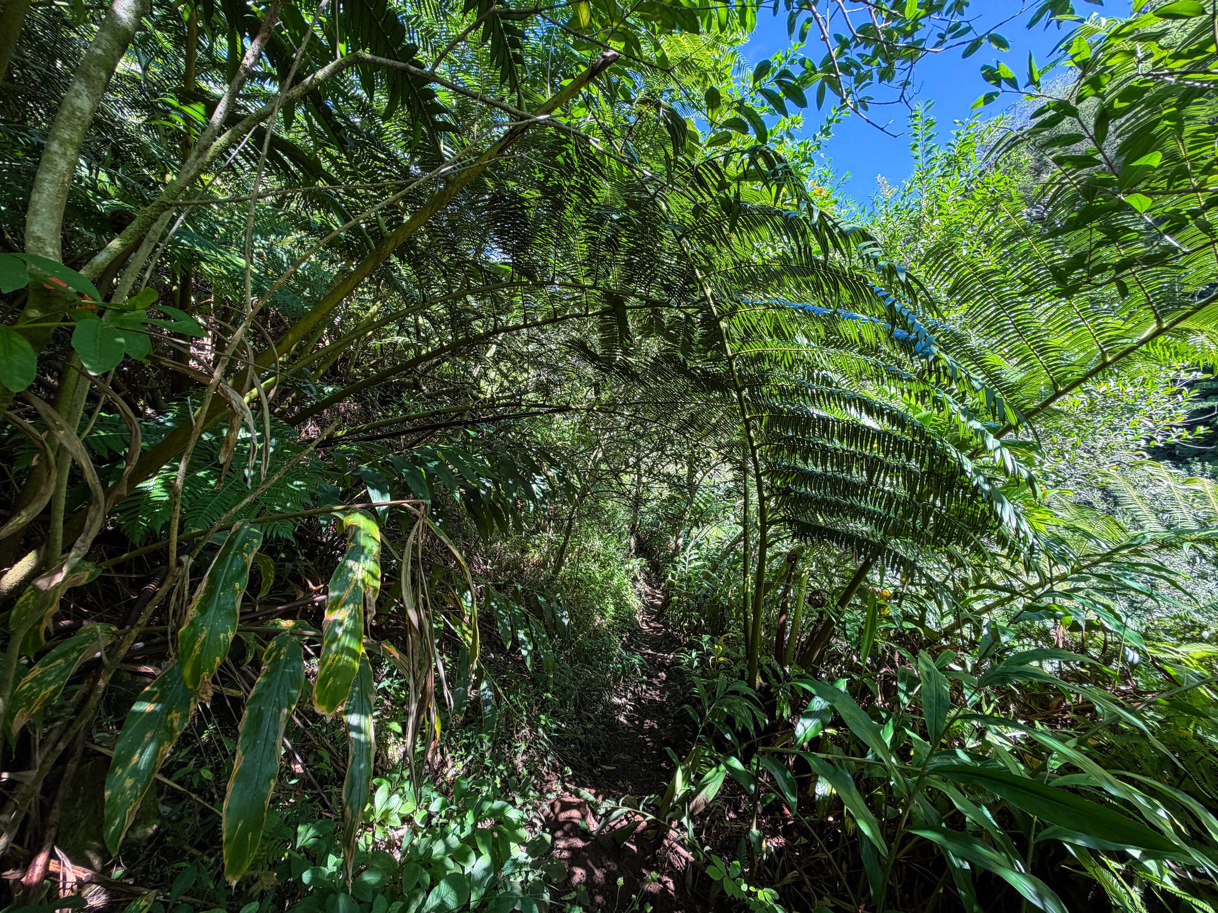 Kaau Crater Hike Oahu Hawaii
