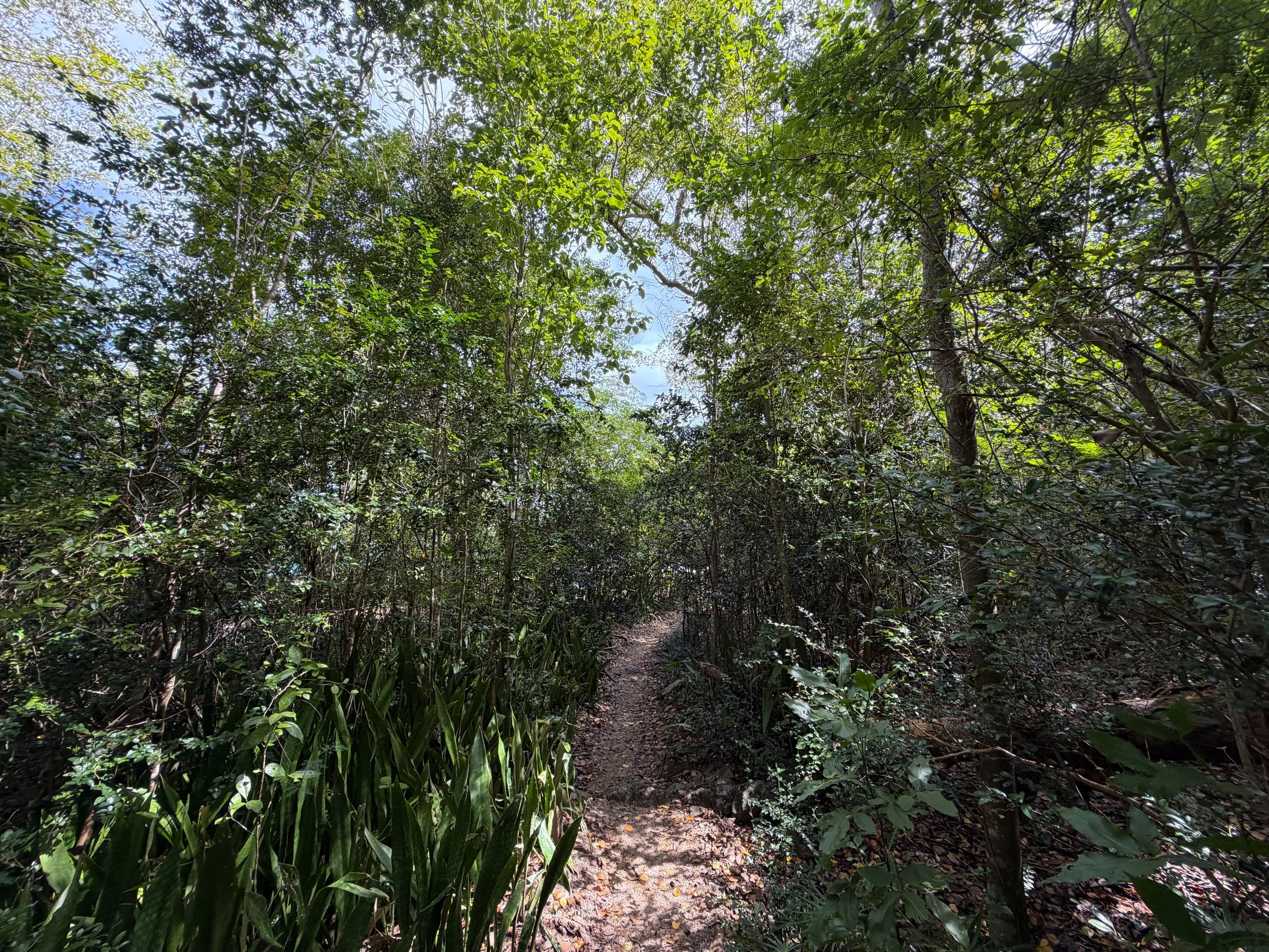 Honeymoon Beach Trail Virgin Islands National Park